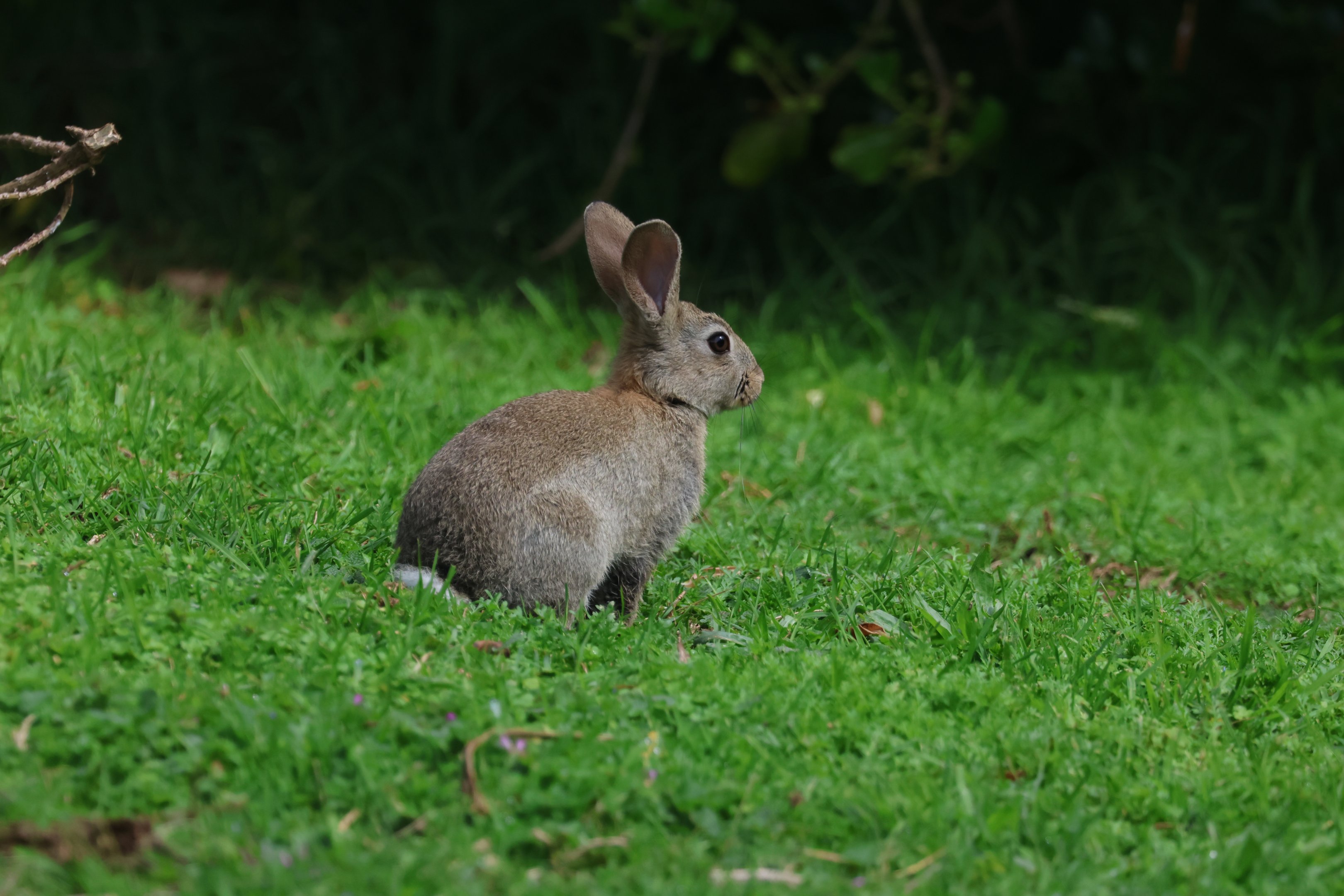 European Rabbit (Oryctolagus cuniculus), Waimanu Lagoons Reserve (Waikanae, Wellington)