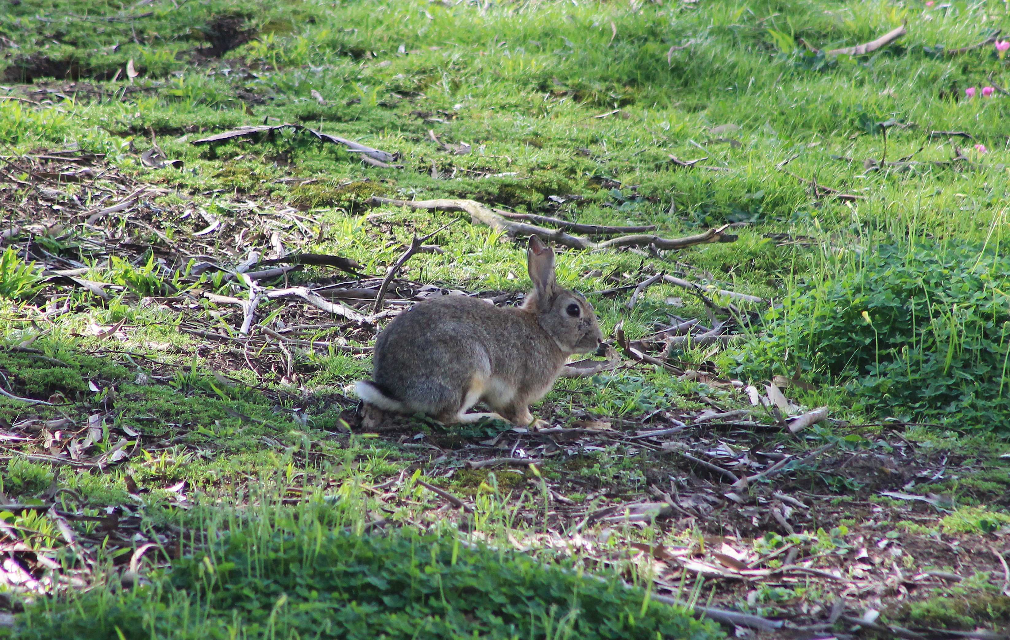 European Rabbit (Oryctolagus cuniculus)