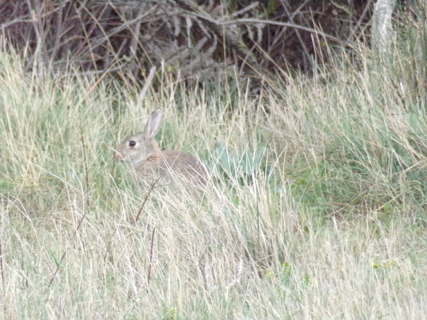 European rabbit - Réserve Africaine de Sigean (2024)
