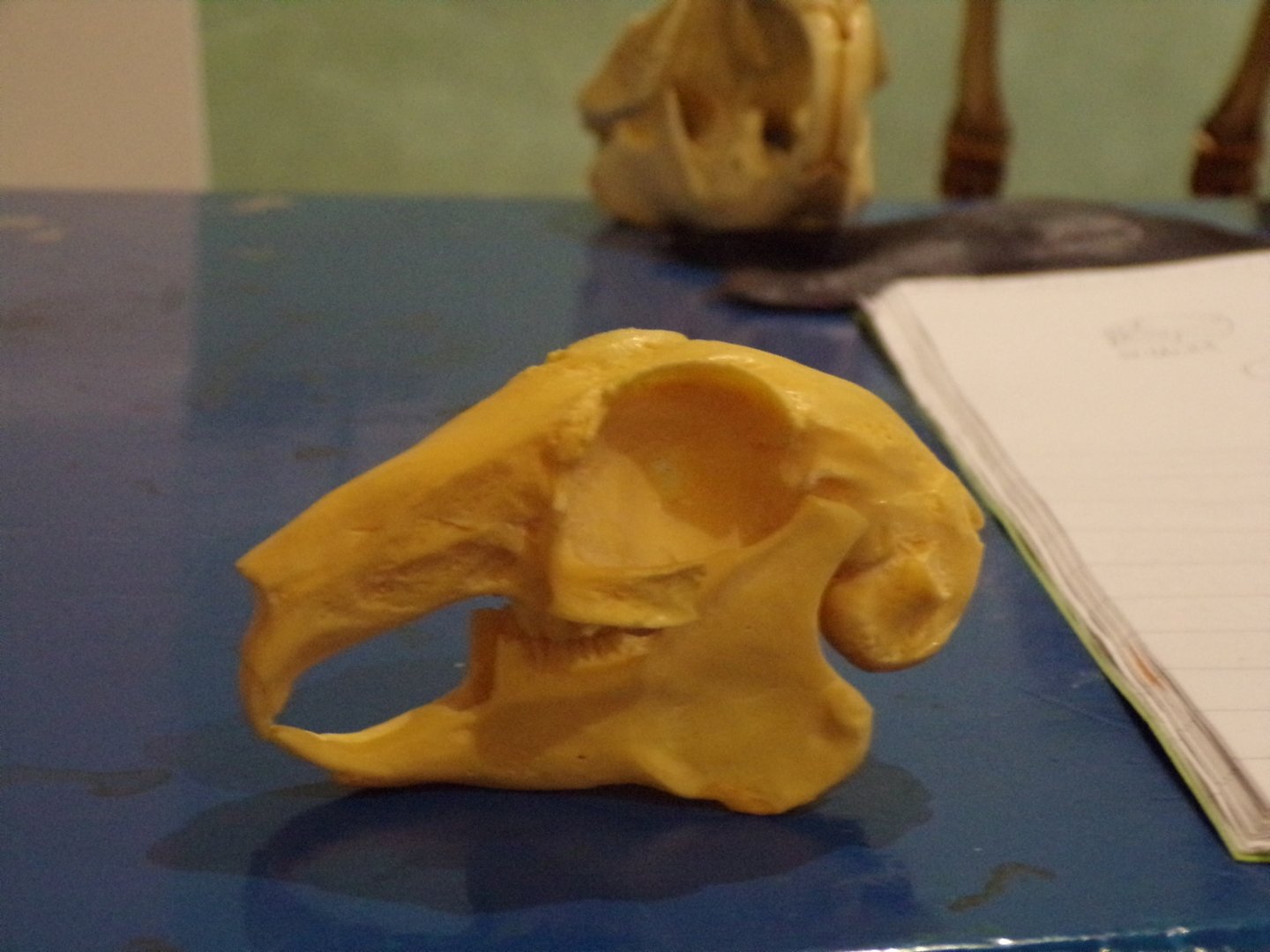 European rabbit skull