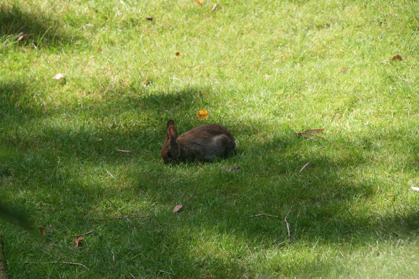 European rabbit