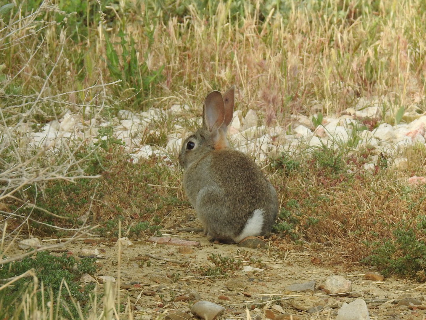 European Rabbit