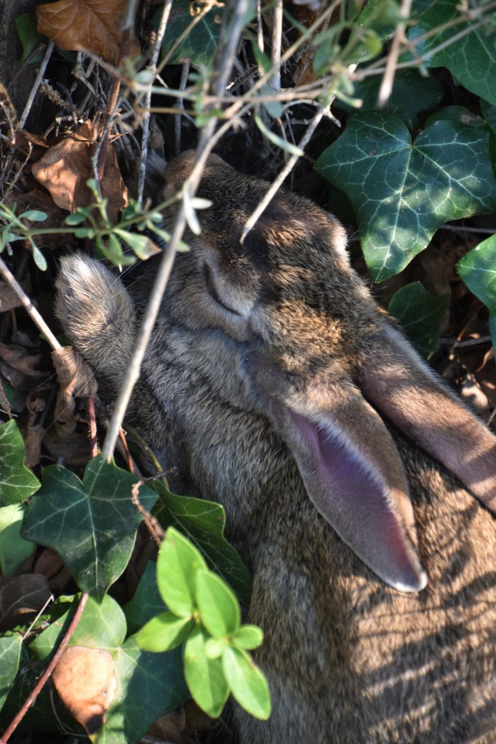 European rabbit