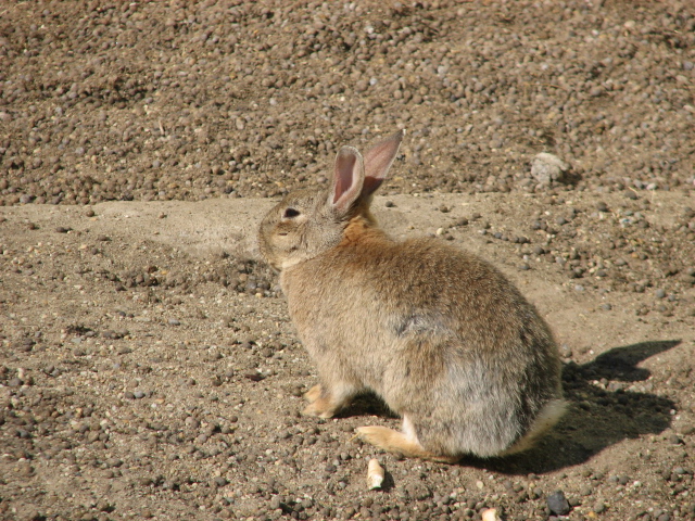 European rabbit