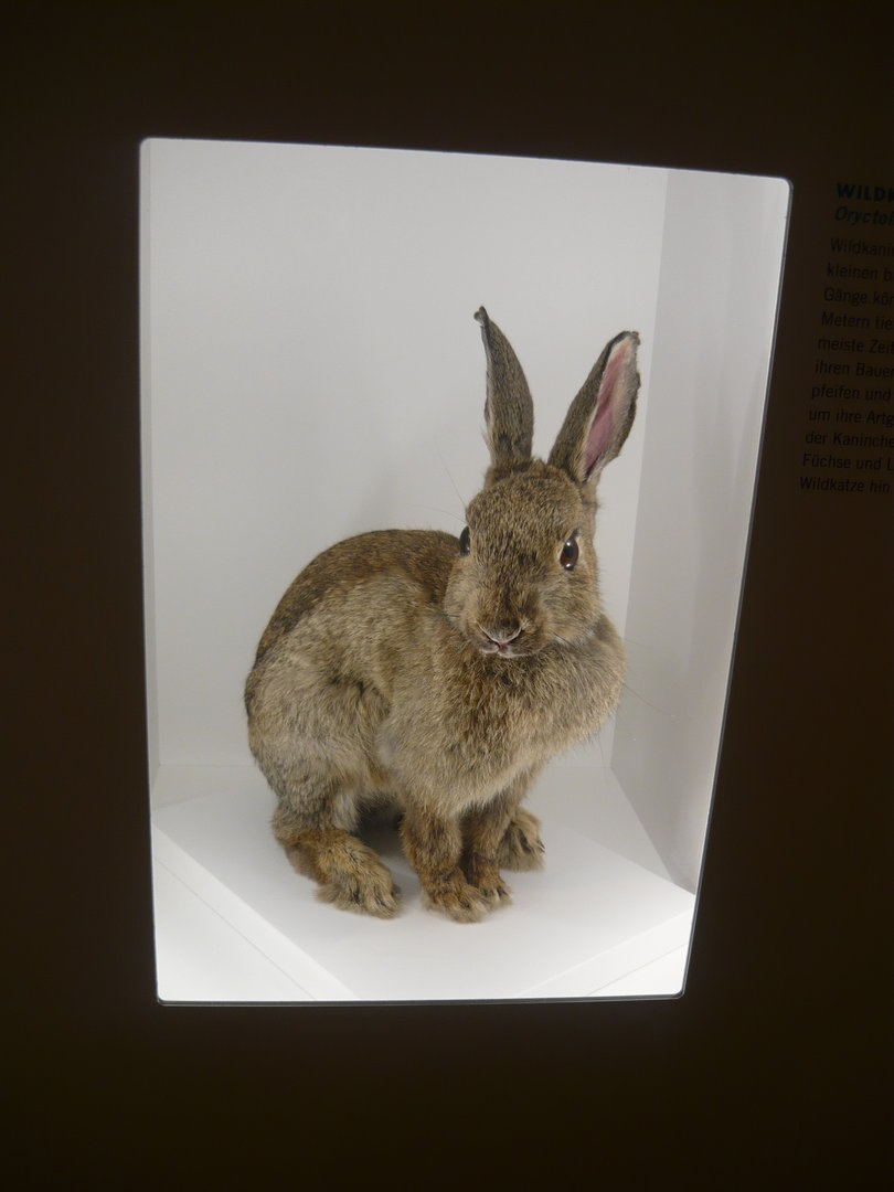European rabbit