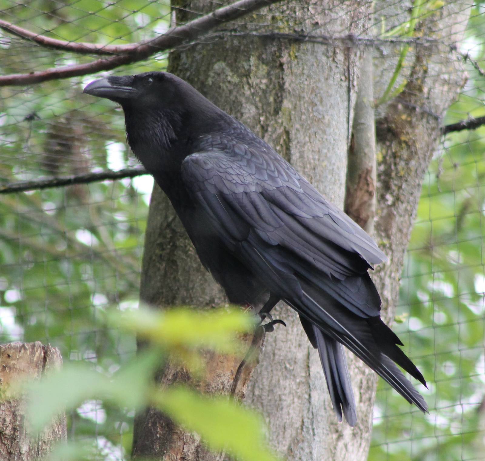 European raven