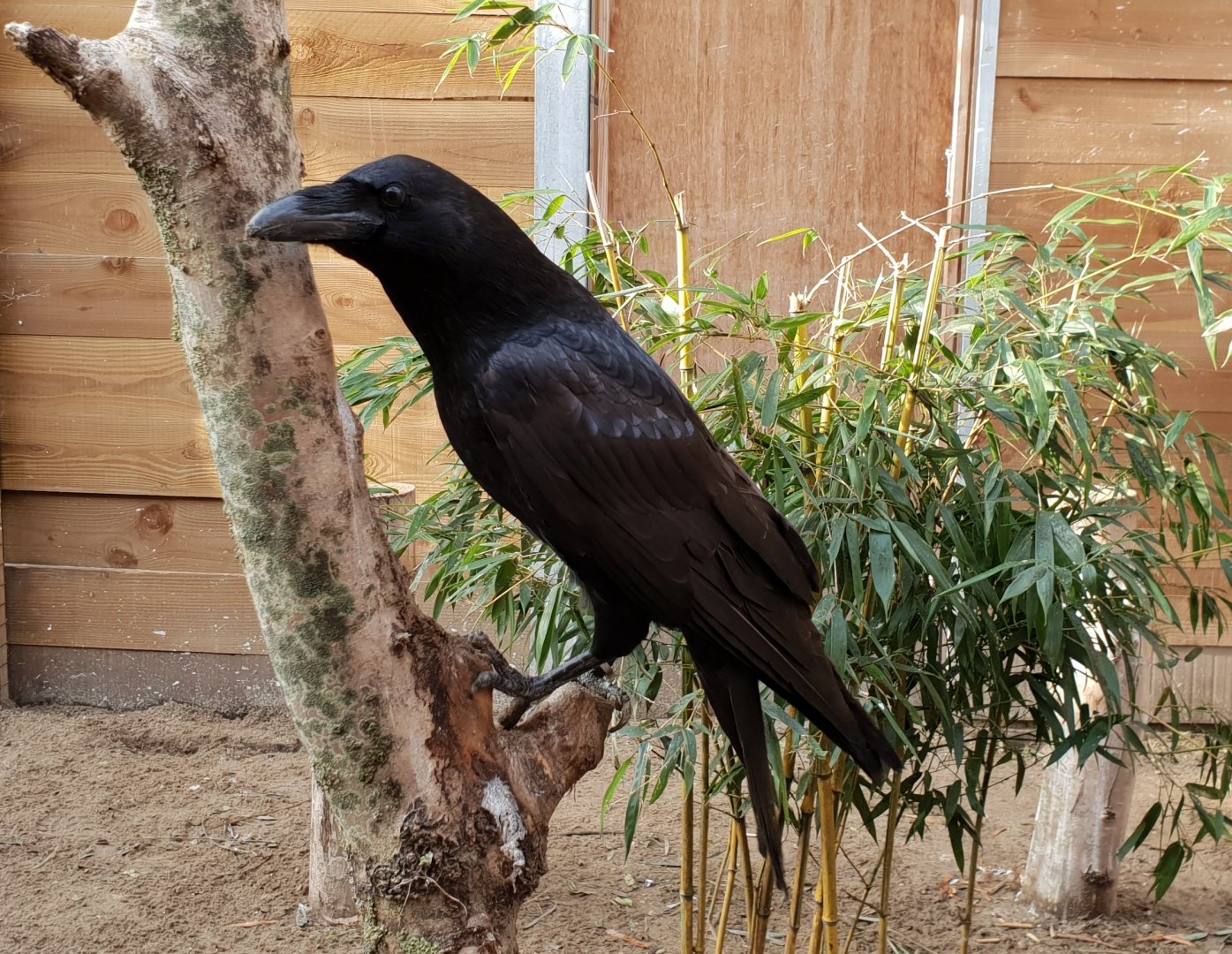 European raven