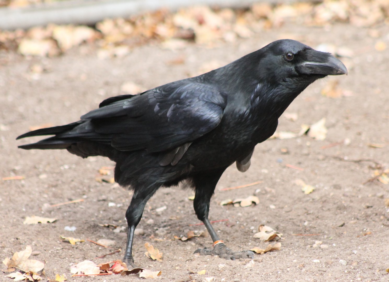 European raven