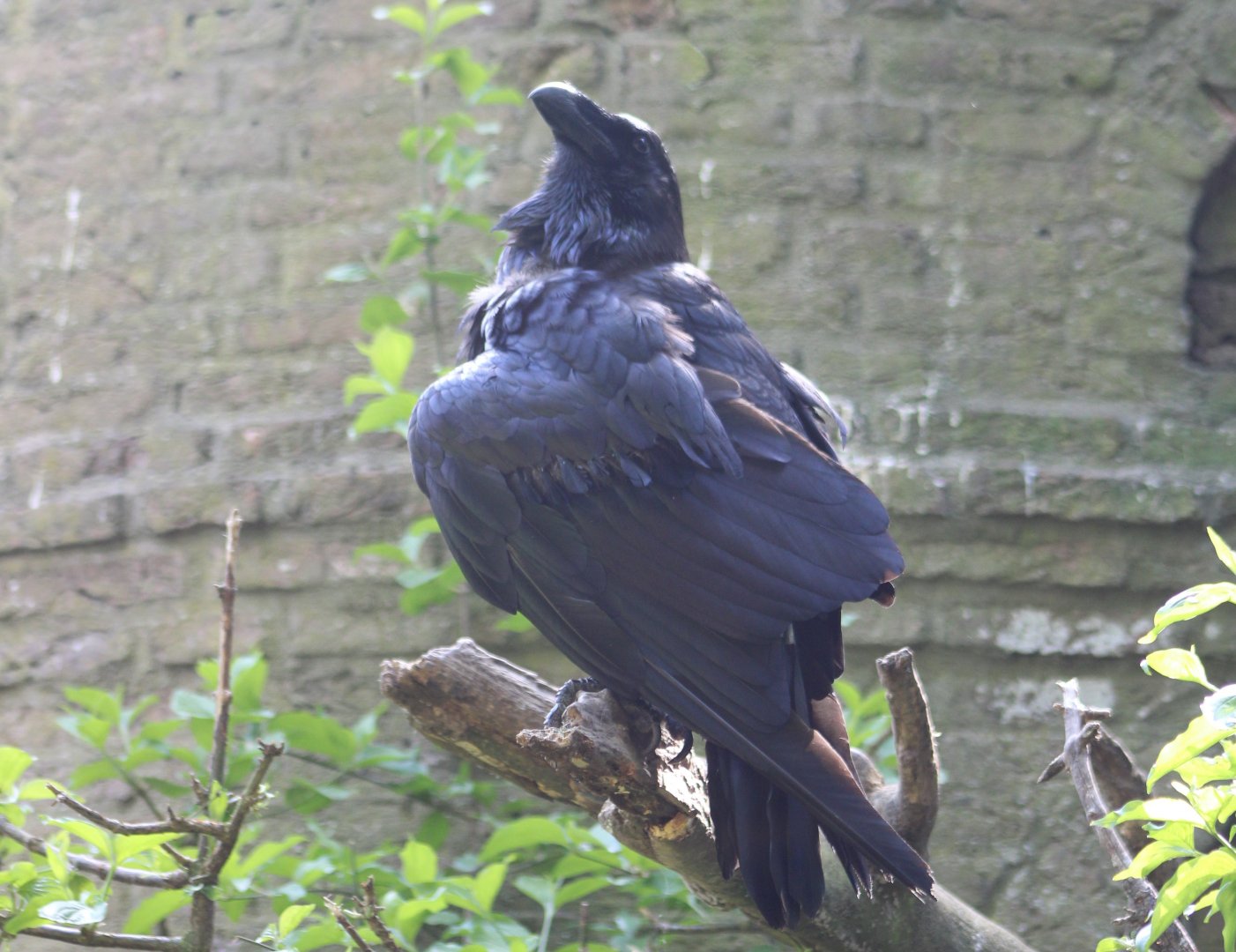 European raven