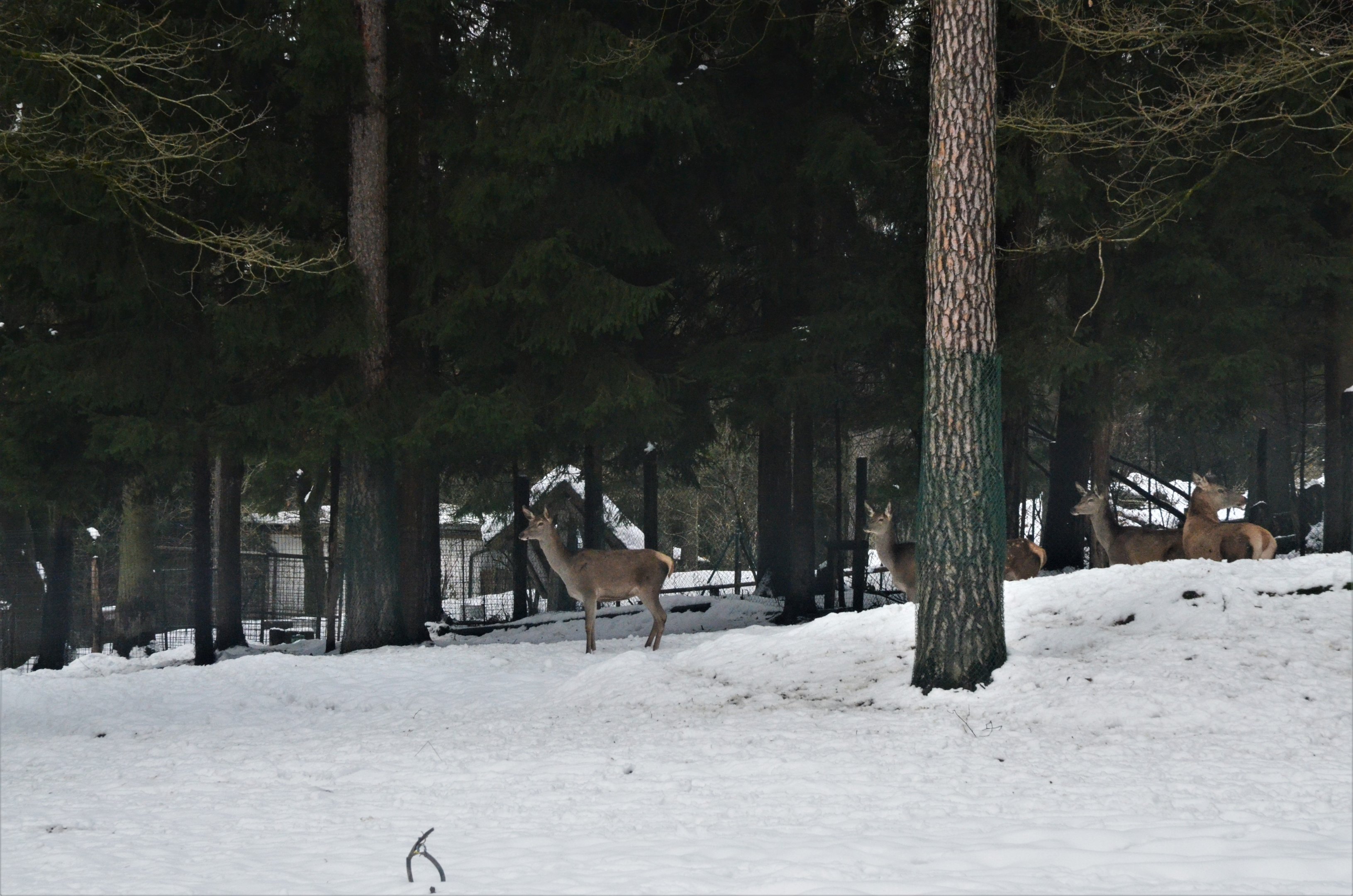 European Red Deer at Ljubljana Zoo, 07/03/18