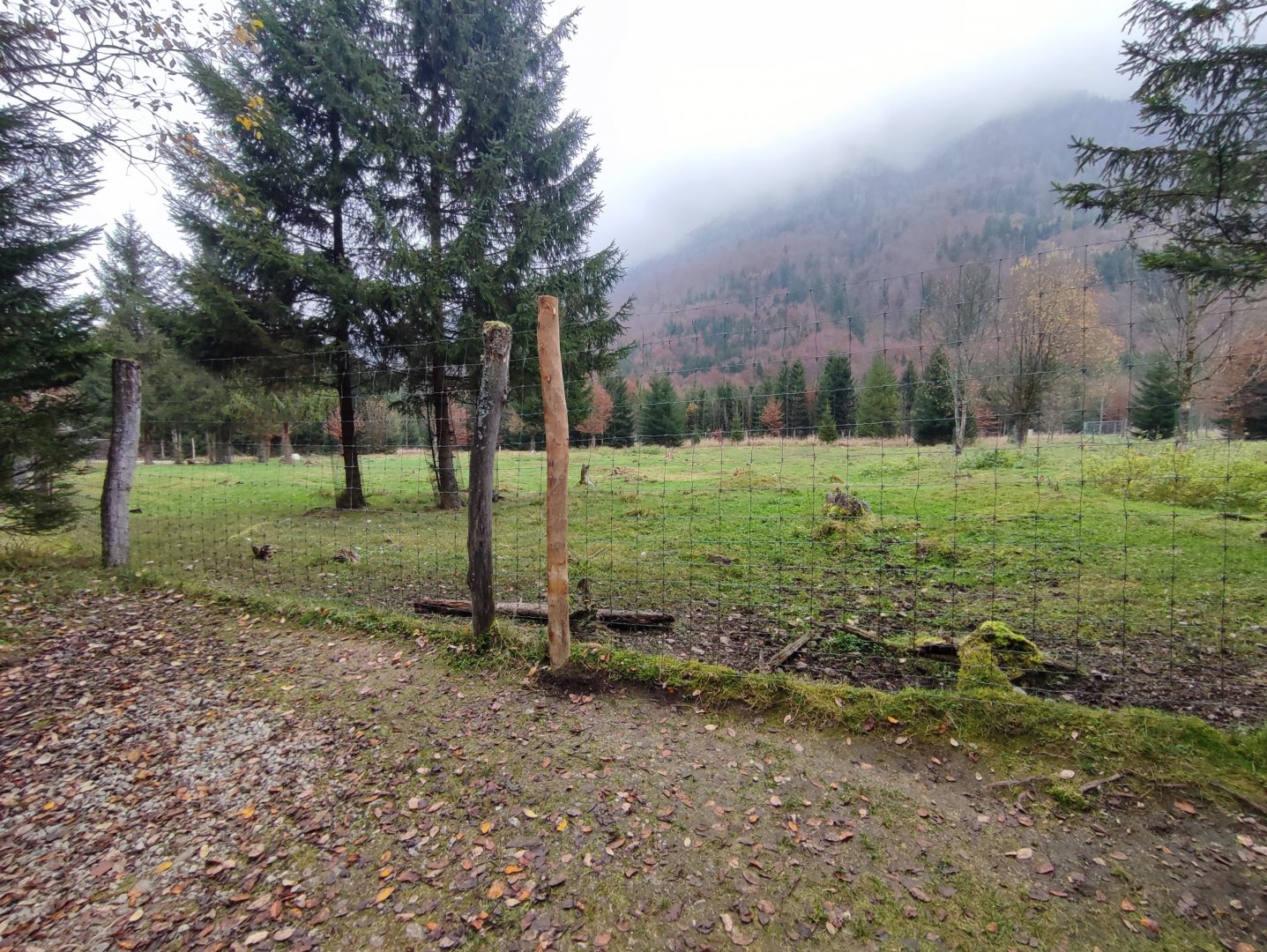 European red deer enclosure - Wildpark Grünau/Cumberland