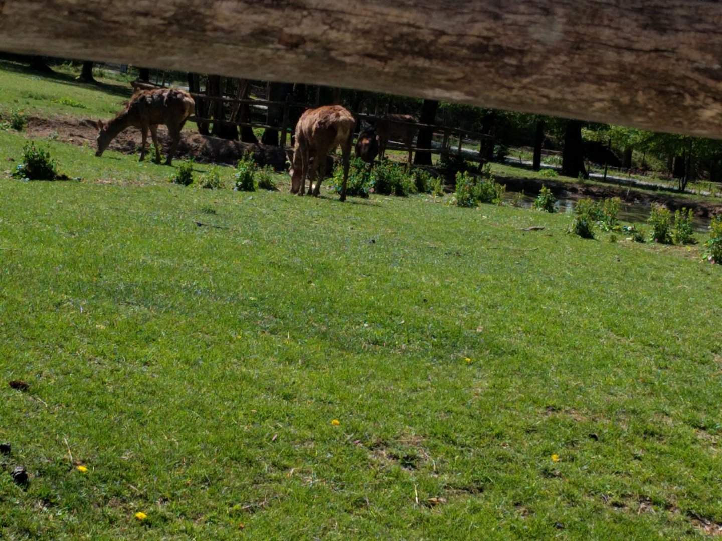 European red Deer Enclosure