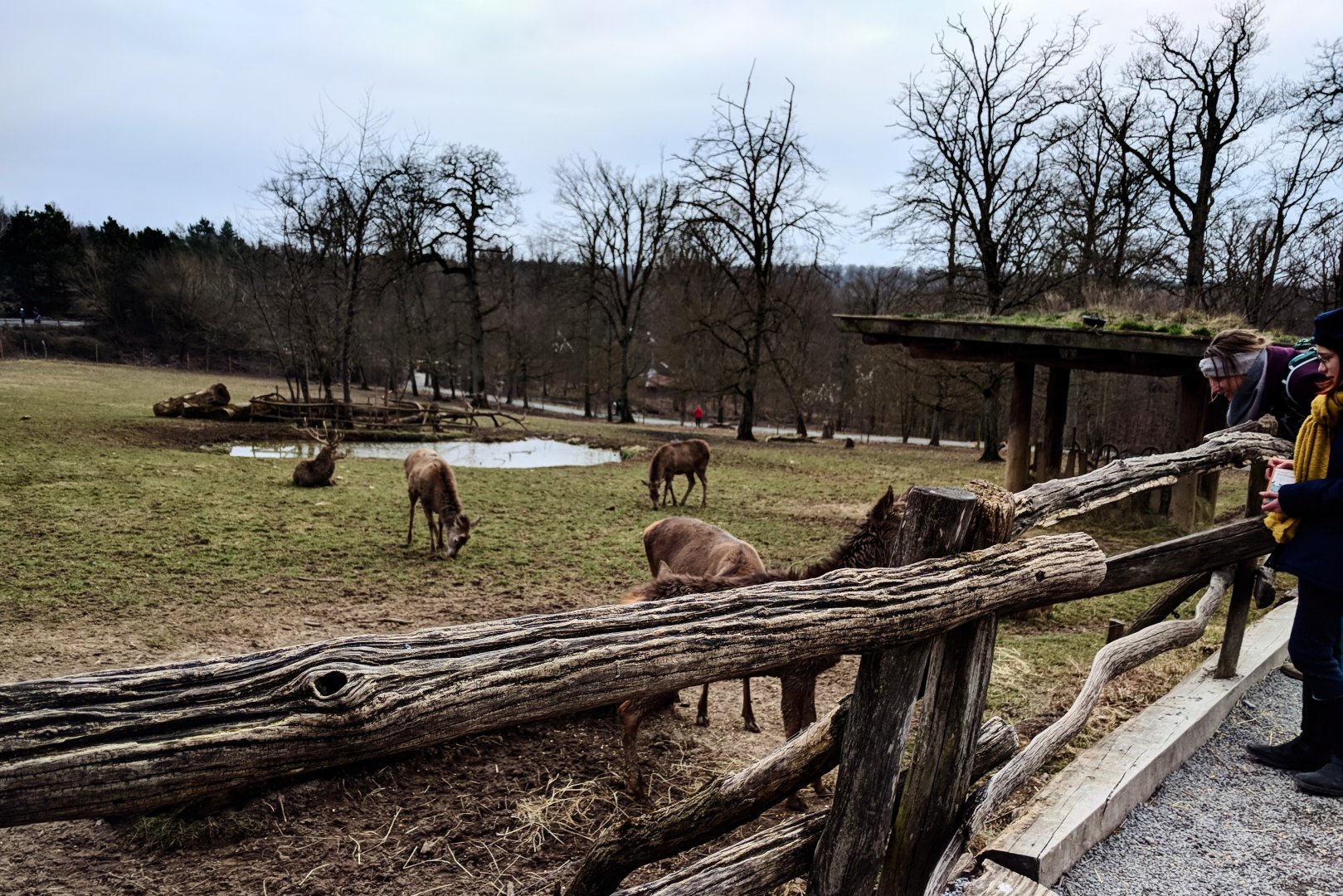 European Red Deer Enclosure