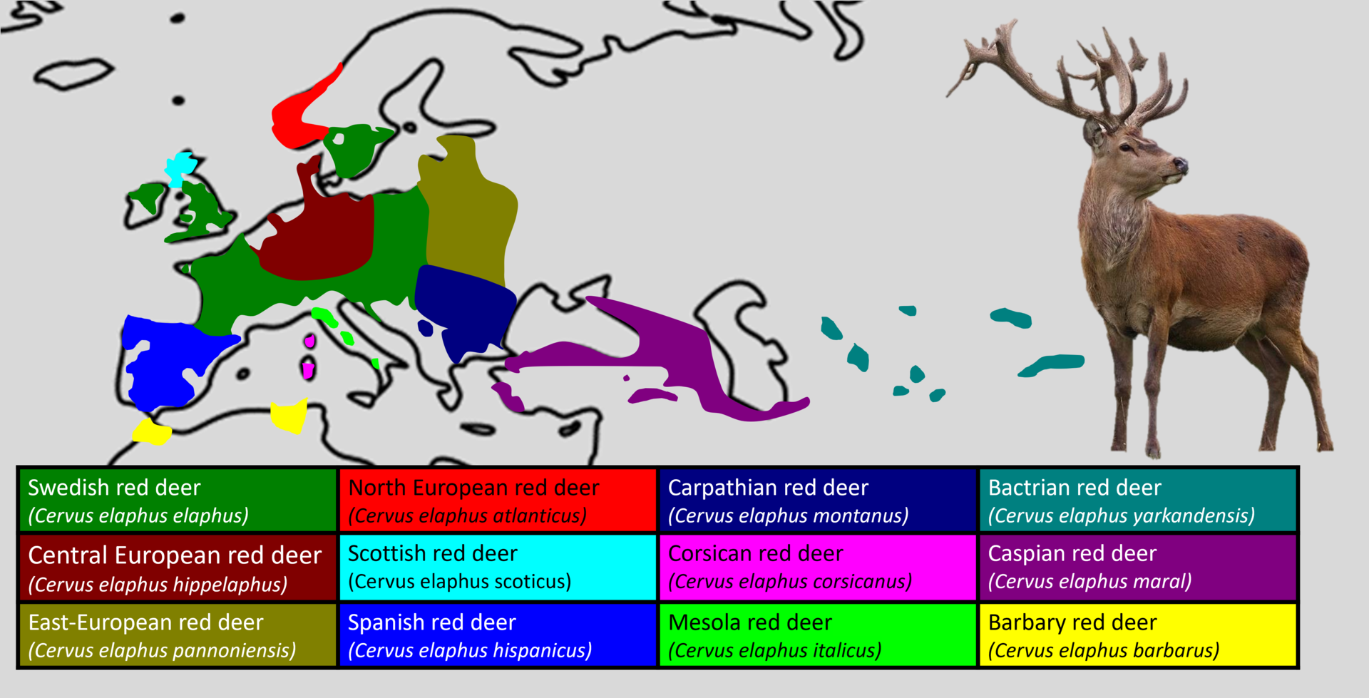 European red deer - Subspecies distribution maps