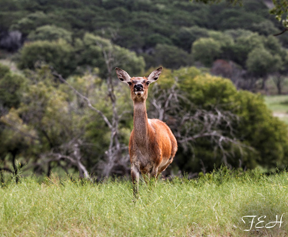 european red deer