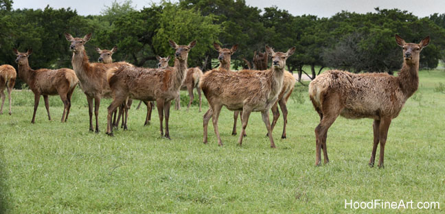european red deer