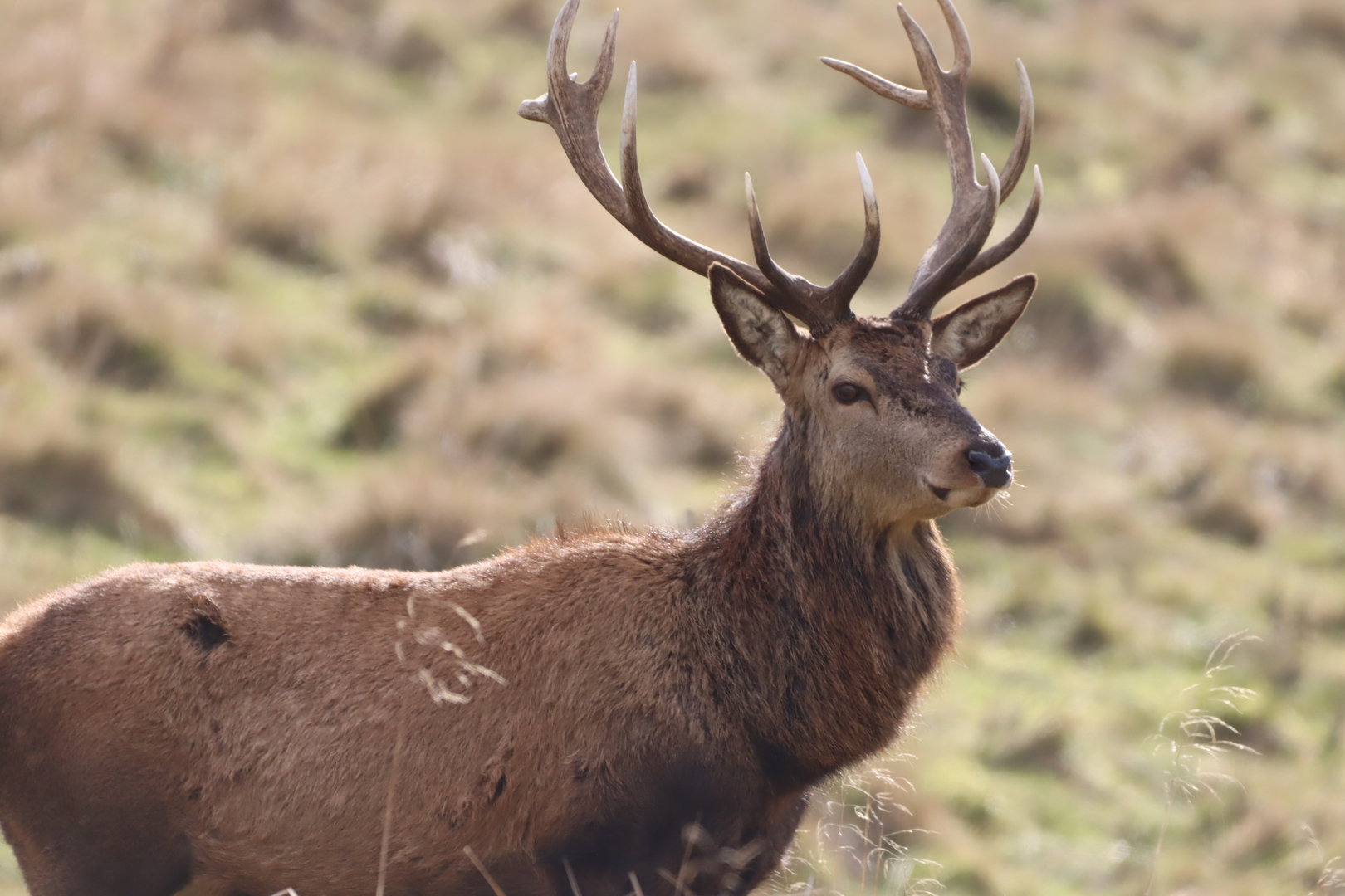 European Red Deer
