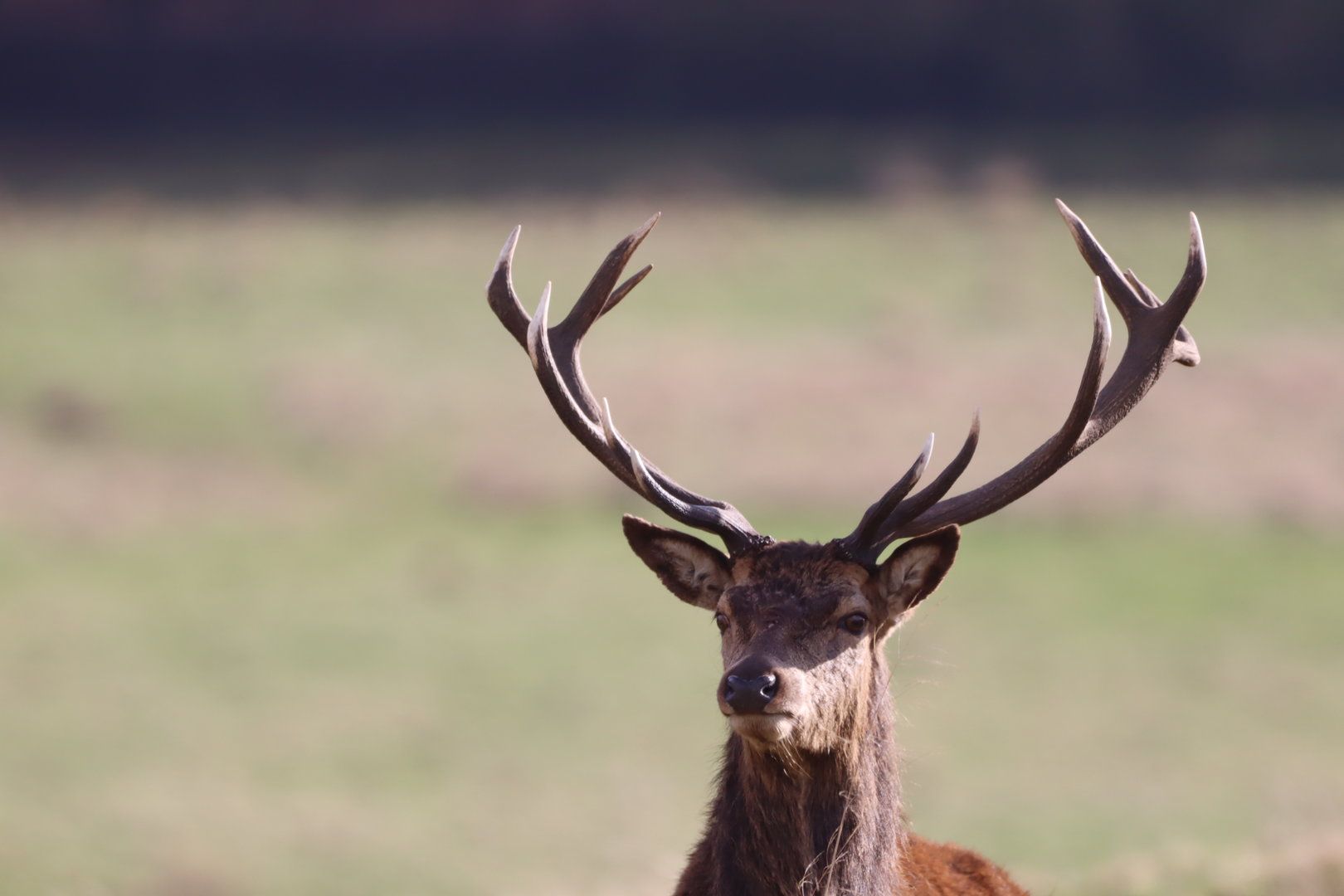 European Red Deer