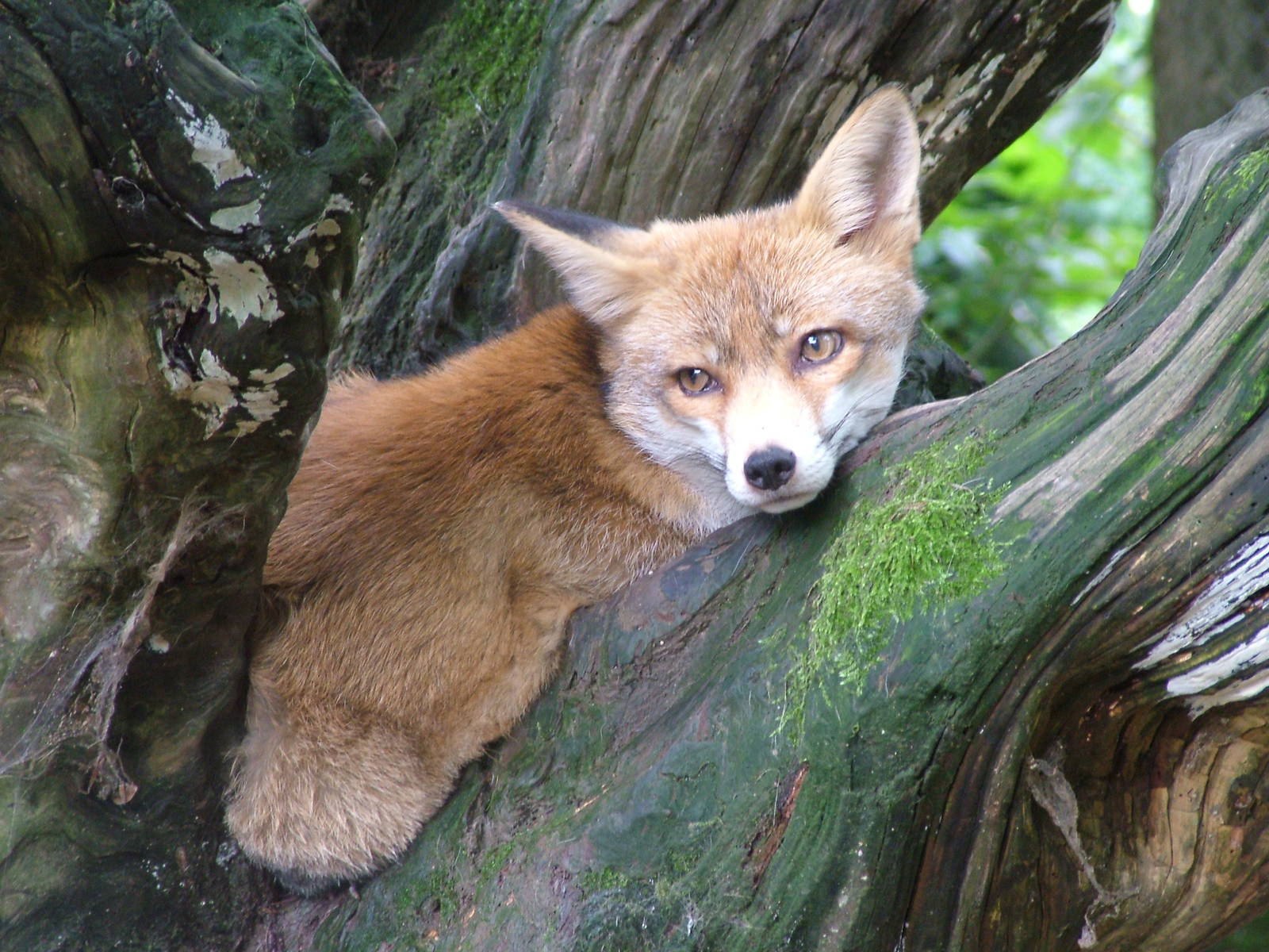 European Red Fox at Opel-Zoo Kronberg, 30/08/10