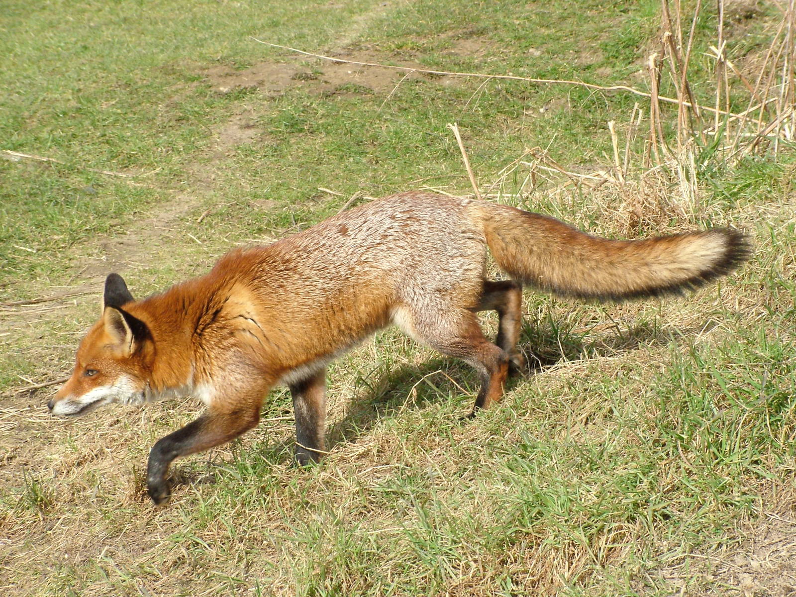 European Red Fox at the British Wildlife Centre 14/03/10
