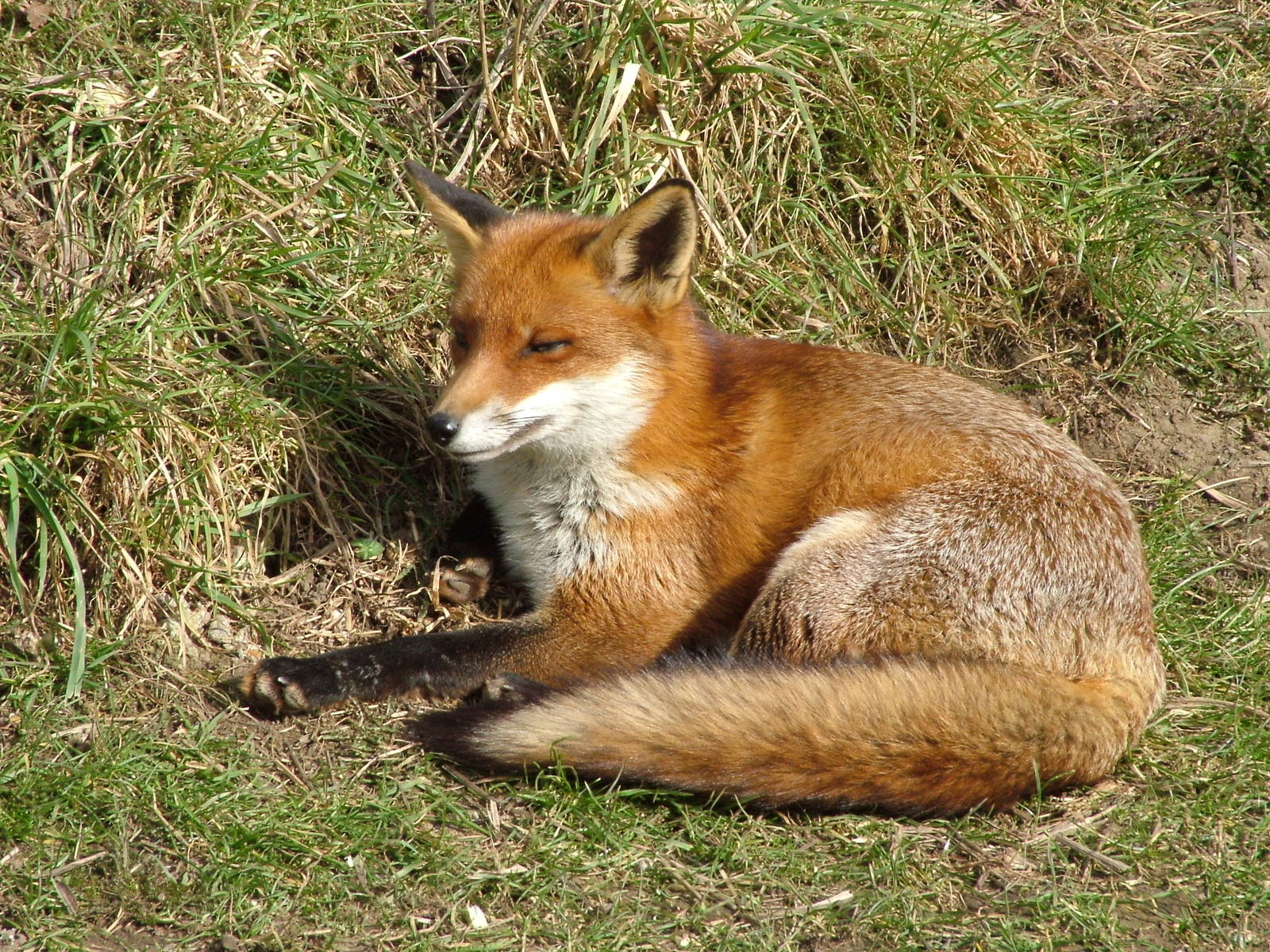 European Red Fox at the British Wildlife Centre 14/03/10
