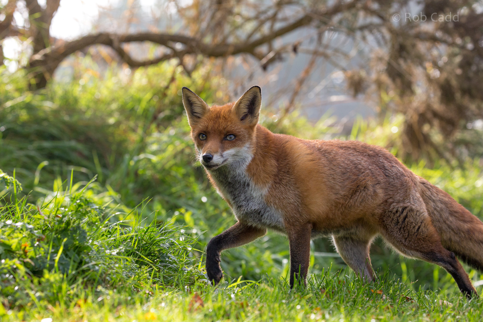 European red fox : British Wildlife Centre : 05 Oct 2018