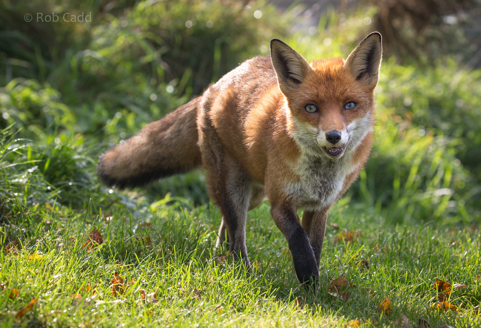 European red fox : British Wildlife Centre : 05 Oct 2018