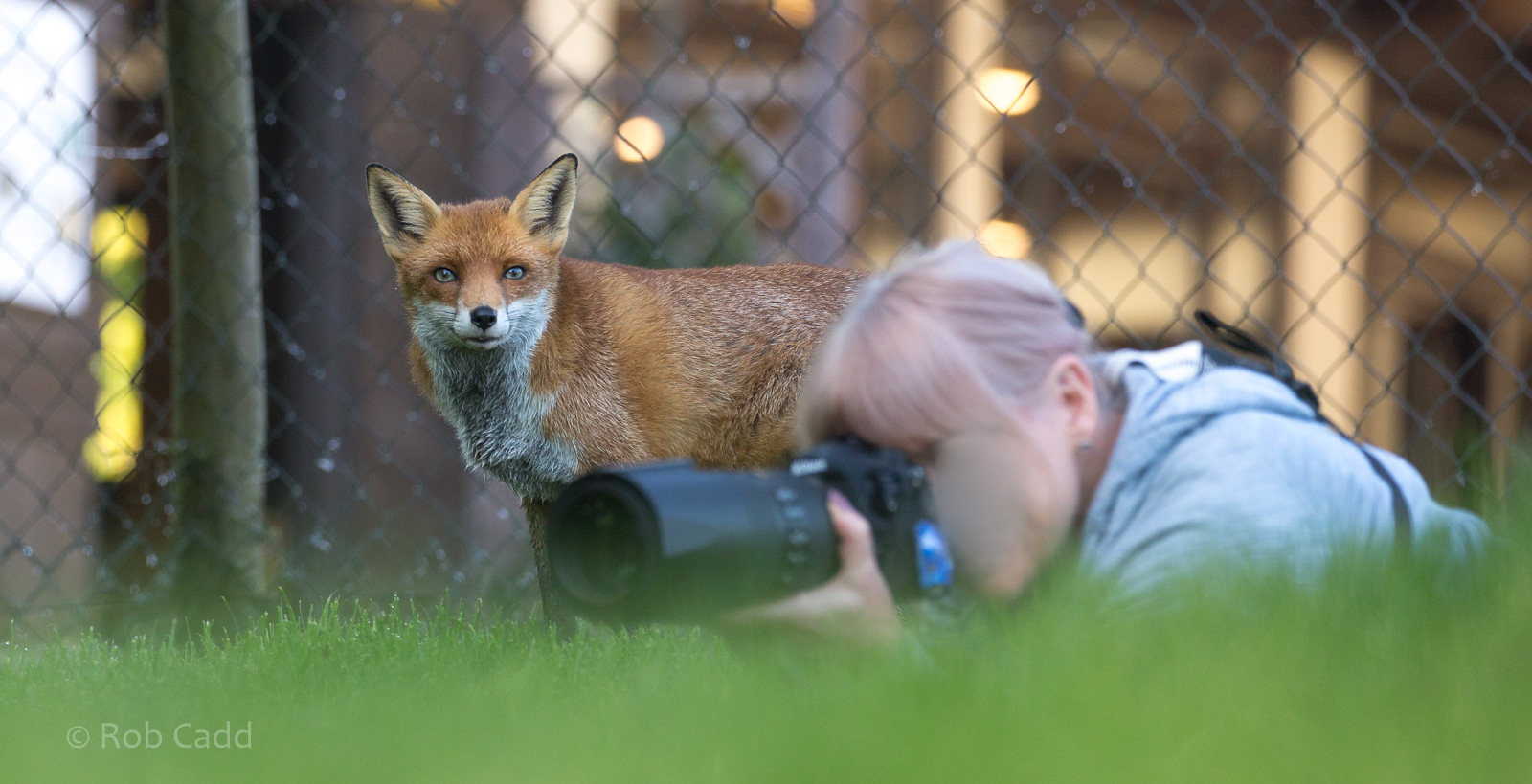 European red fox : British Wildlife Centre : 05 Oct 2018