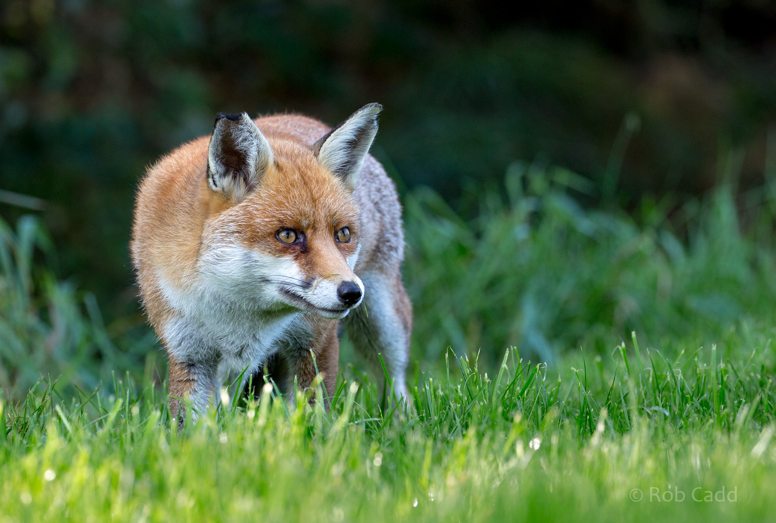 European red fox : British Wildlife Centre : 05 Oct 2018
