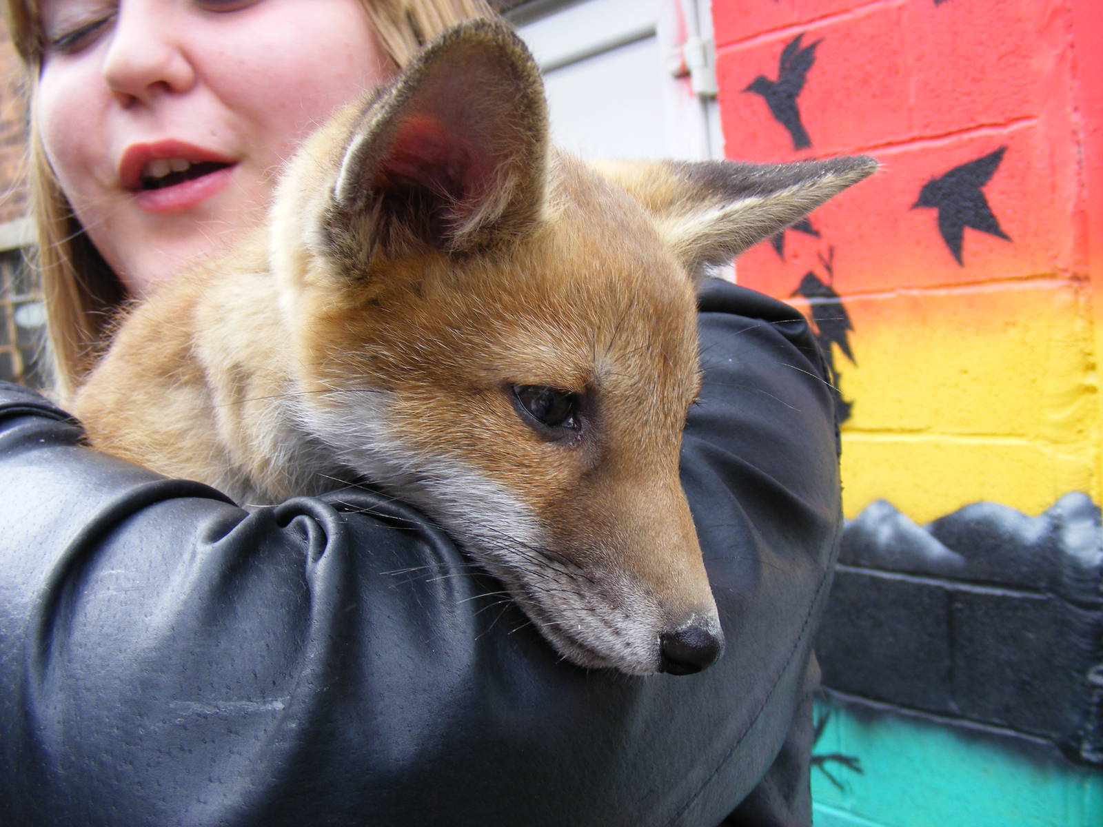 European red fox cub at Wickid Pets - Animal Adventure, 29 April 2011
