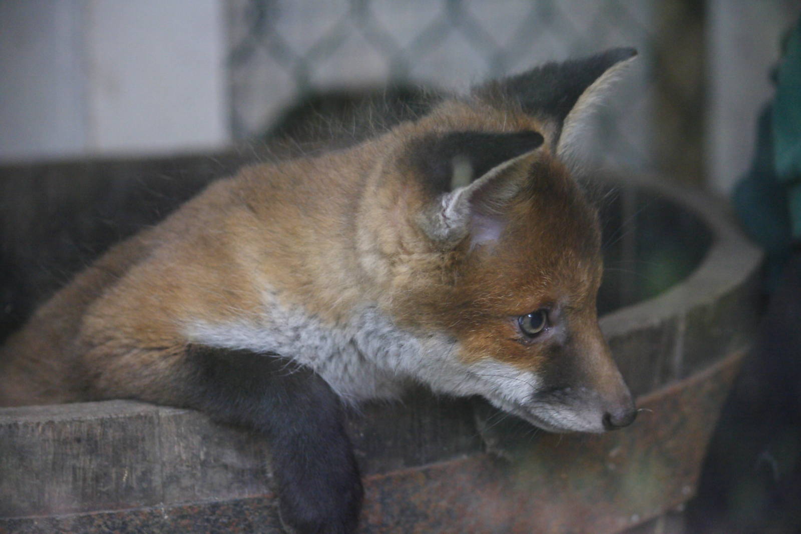 European red fox cub