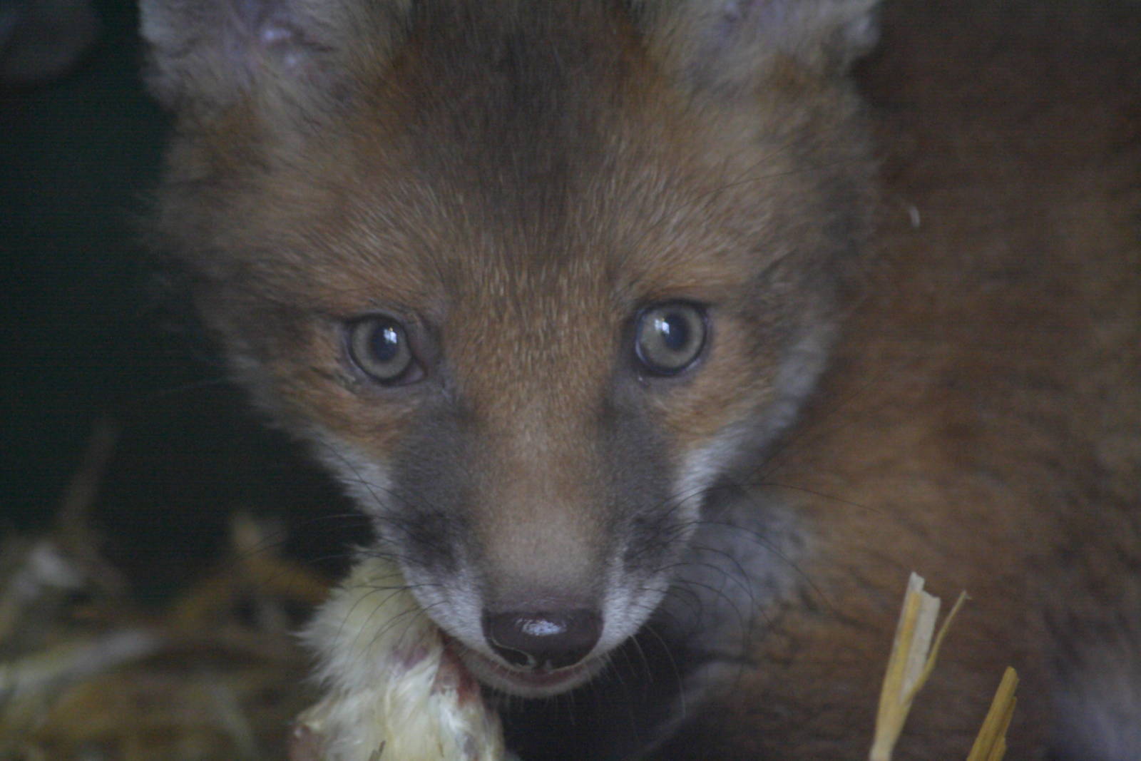 European red fox cub