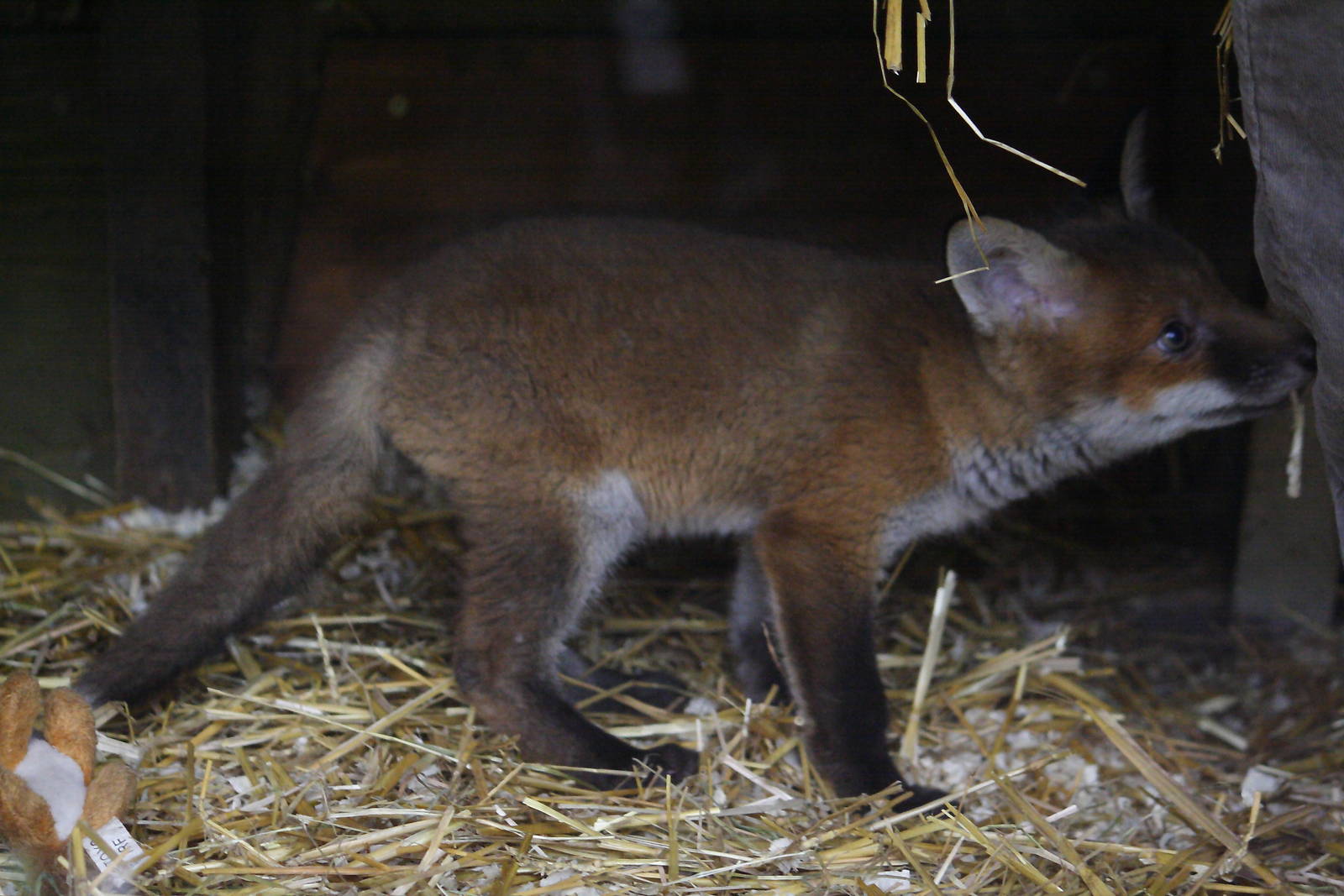 European red fox cub