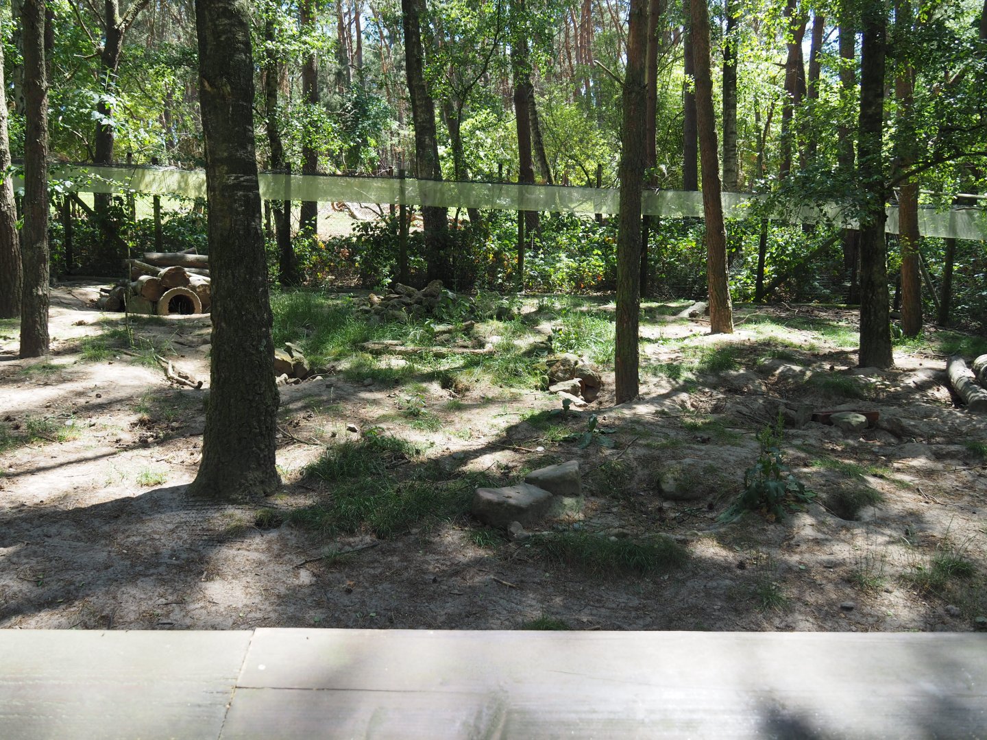 European Red Fox Exhibit