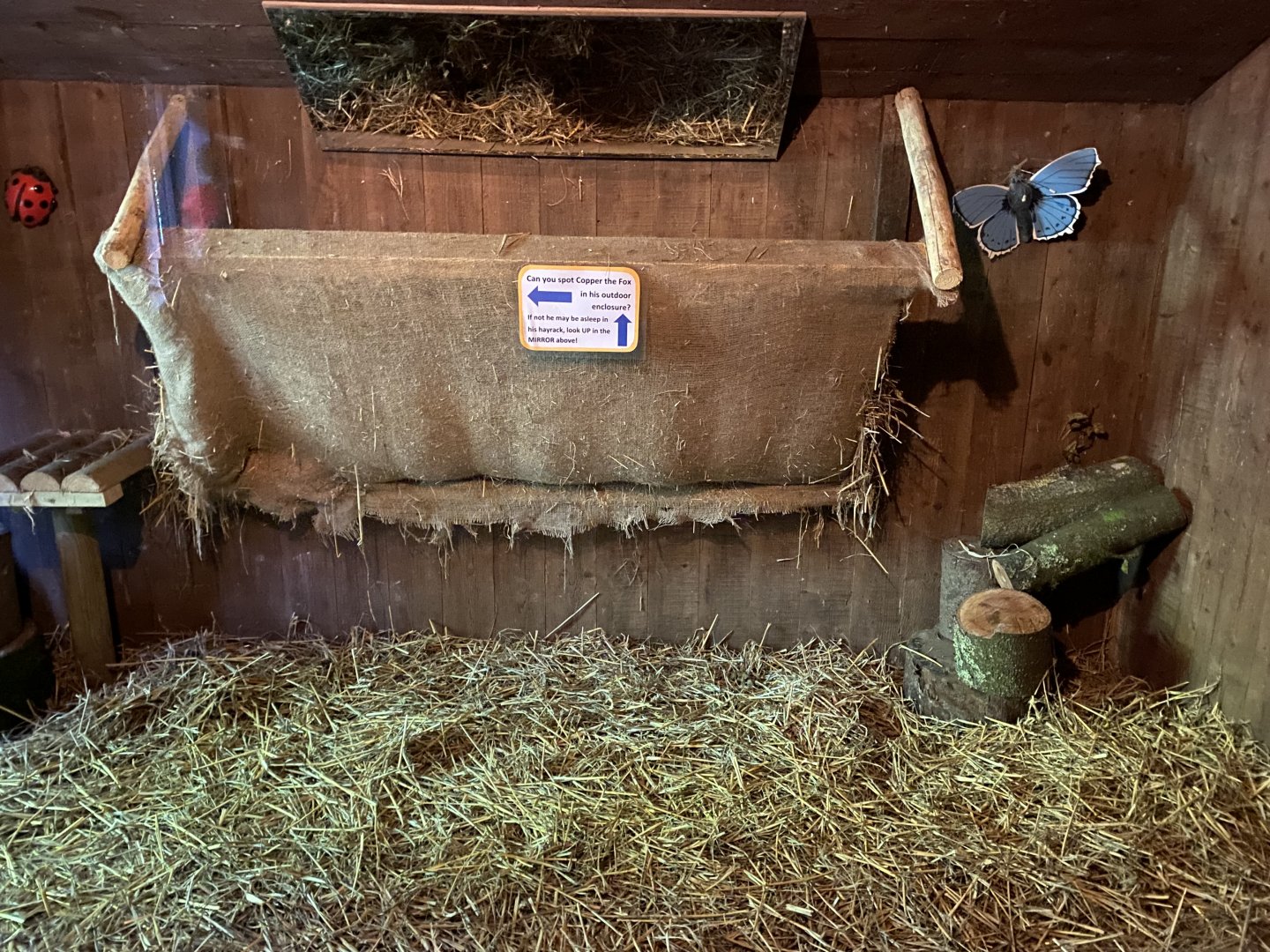 European red fox indoors 130924