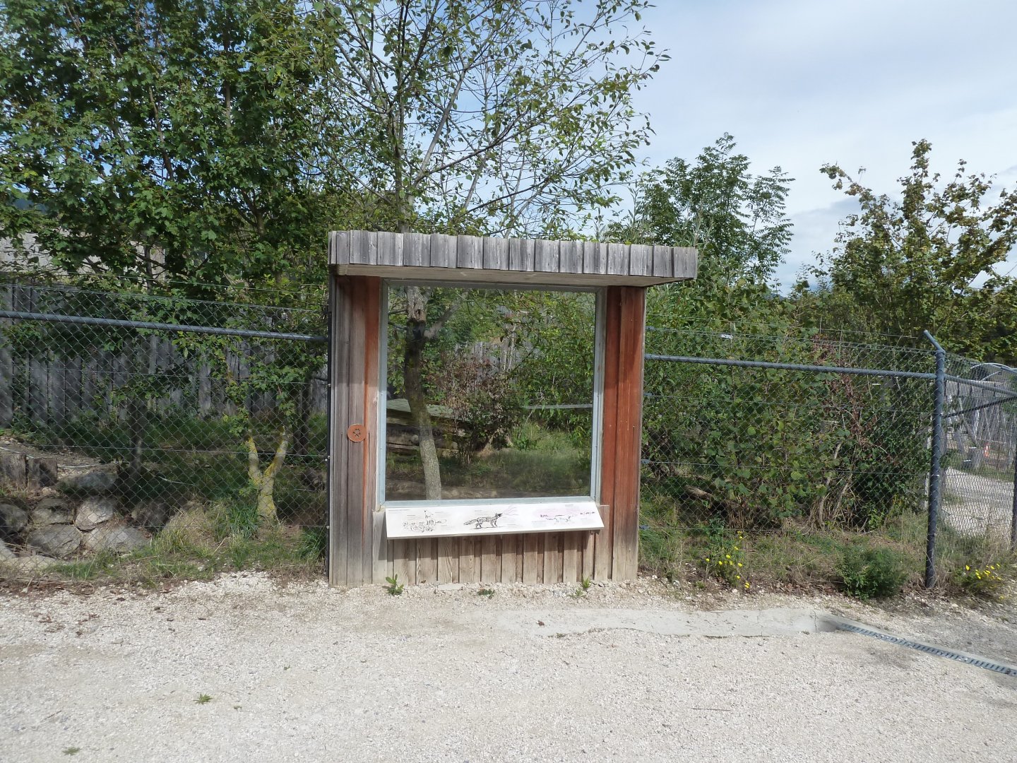 European red fox viewing point
