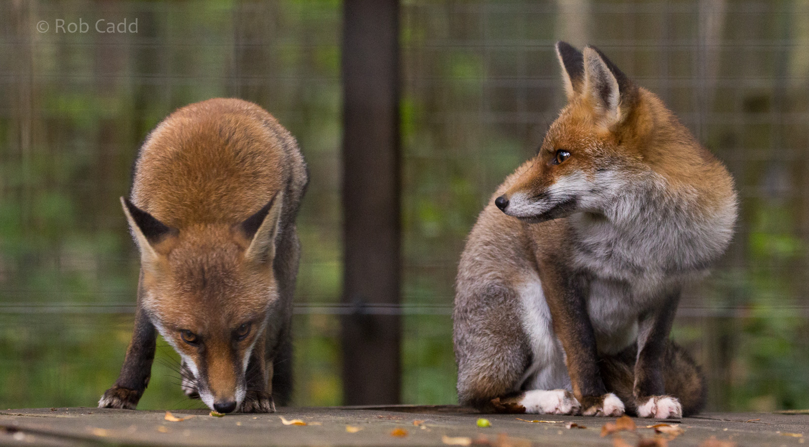 European red fox : Wildwood : 06 Oct 2018