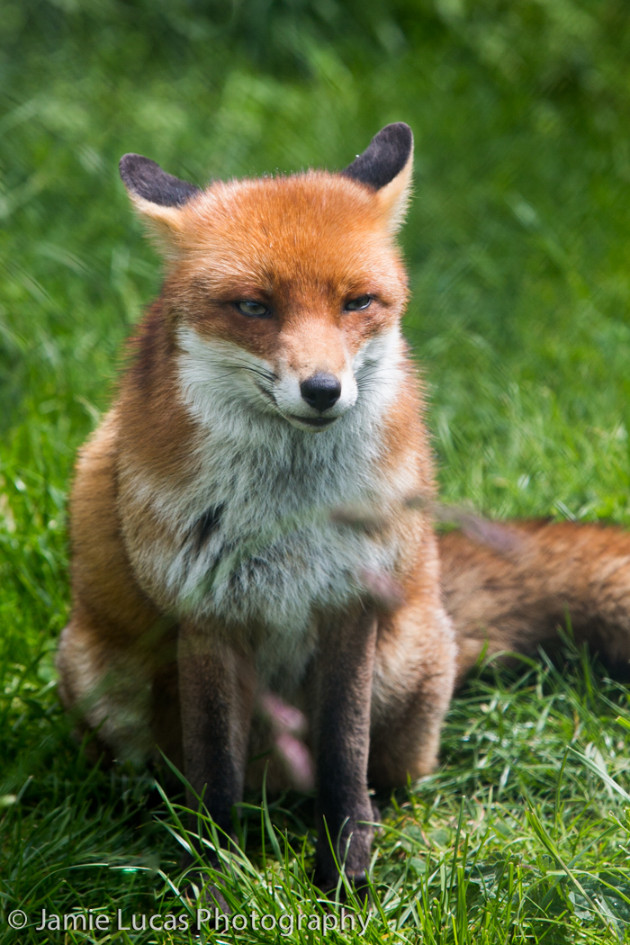 European Red Fox