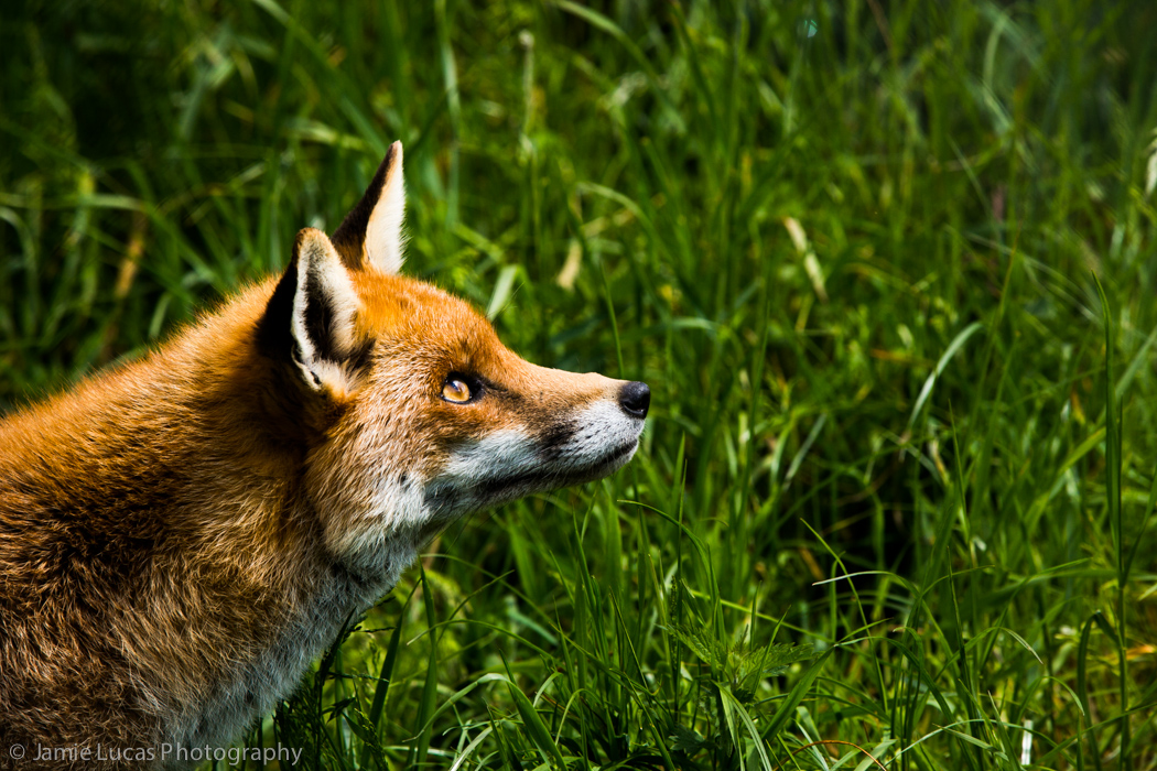 European Red Fox