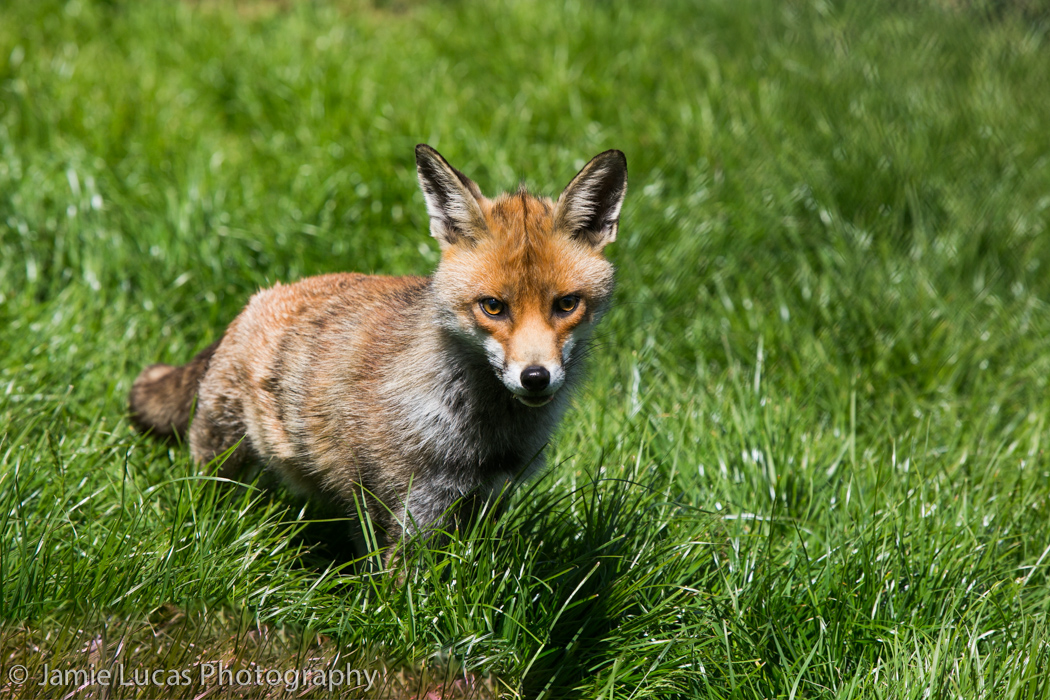 European Red Fox
