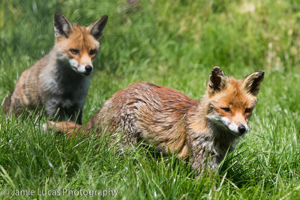 European Red Foxes