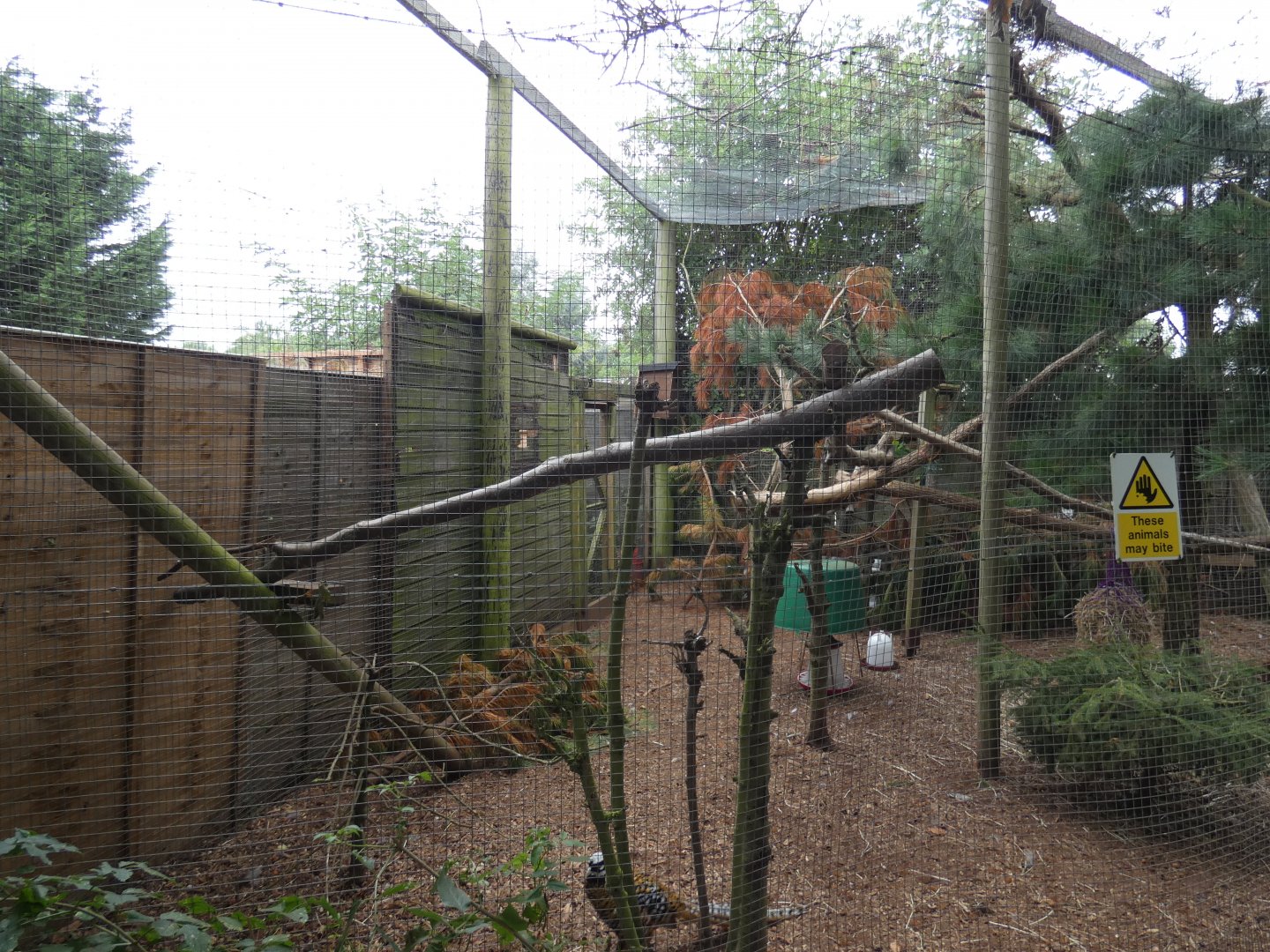 European red squirrel and Reeve's pheasant enclosure (Suffolk Owl Sanctuary)