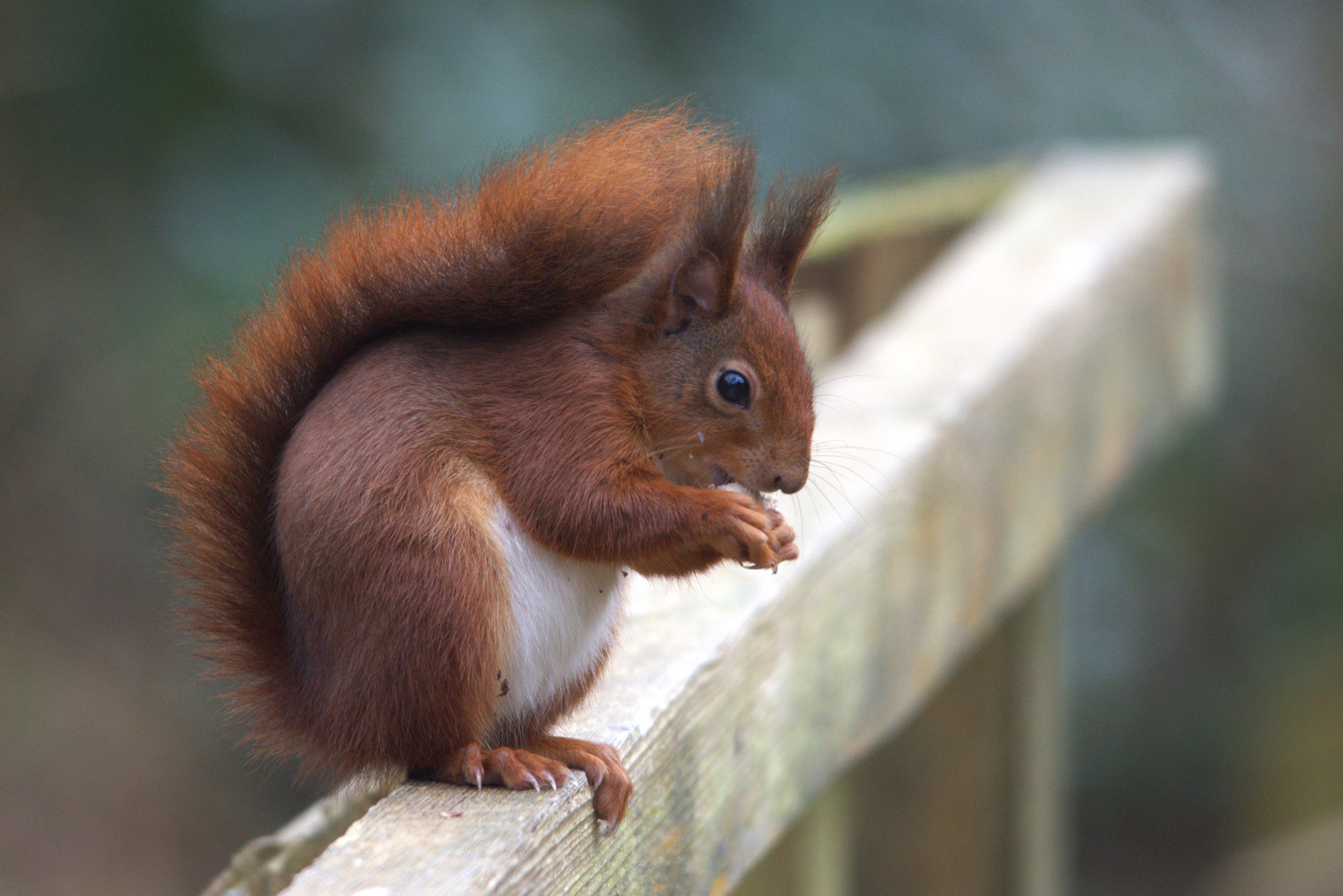 European Red Squirrel at Nant y Pandy/The Dingle, Llangefni, Anglesey, 19th February 2023