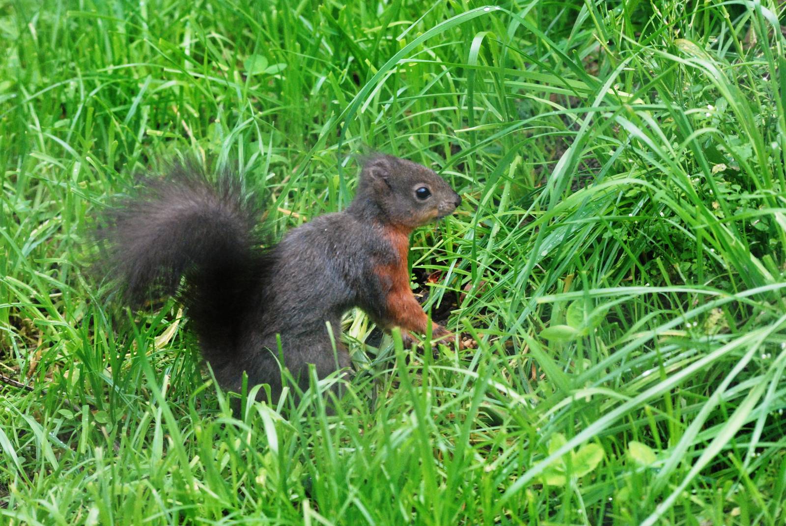 European Red Squirrel at Santillana del Mar, 13/06/15