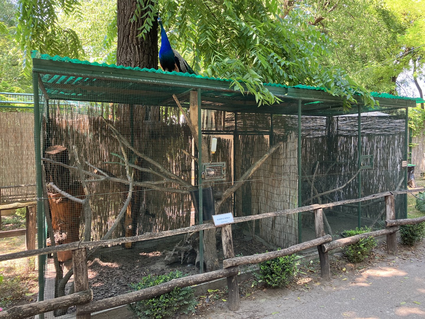 European red squirrel cage