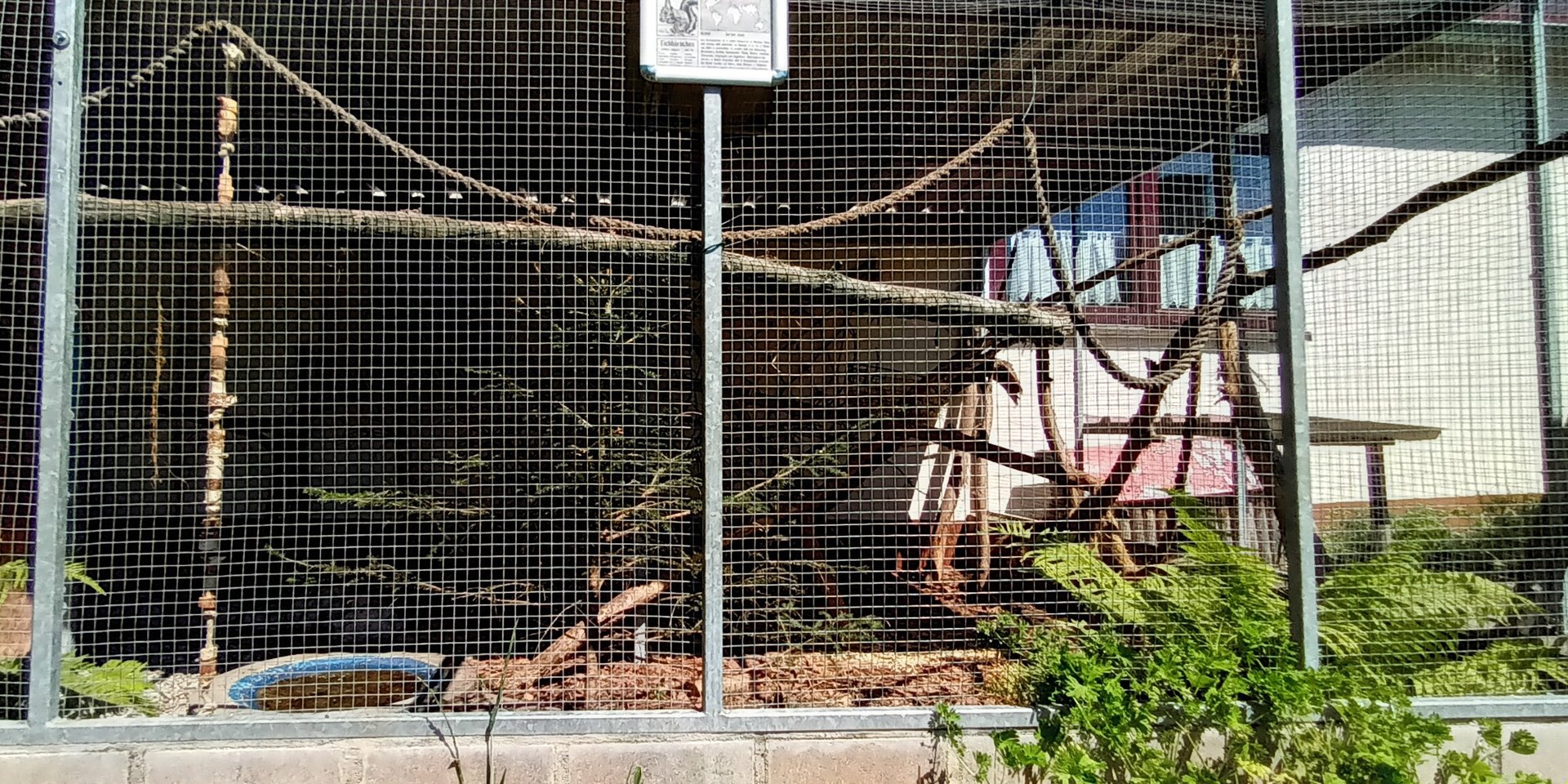 European red Squirrel Enclosure