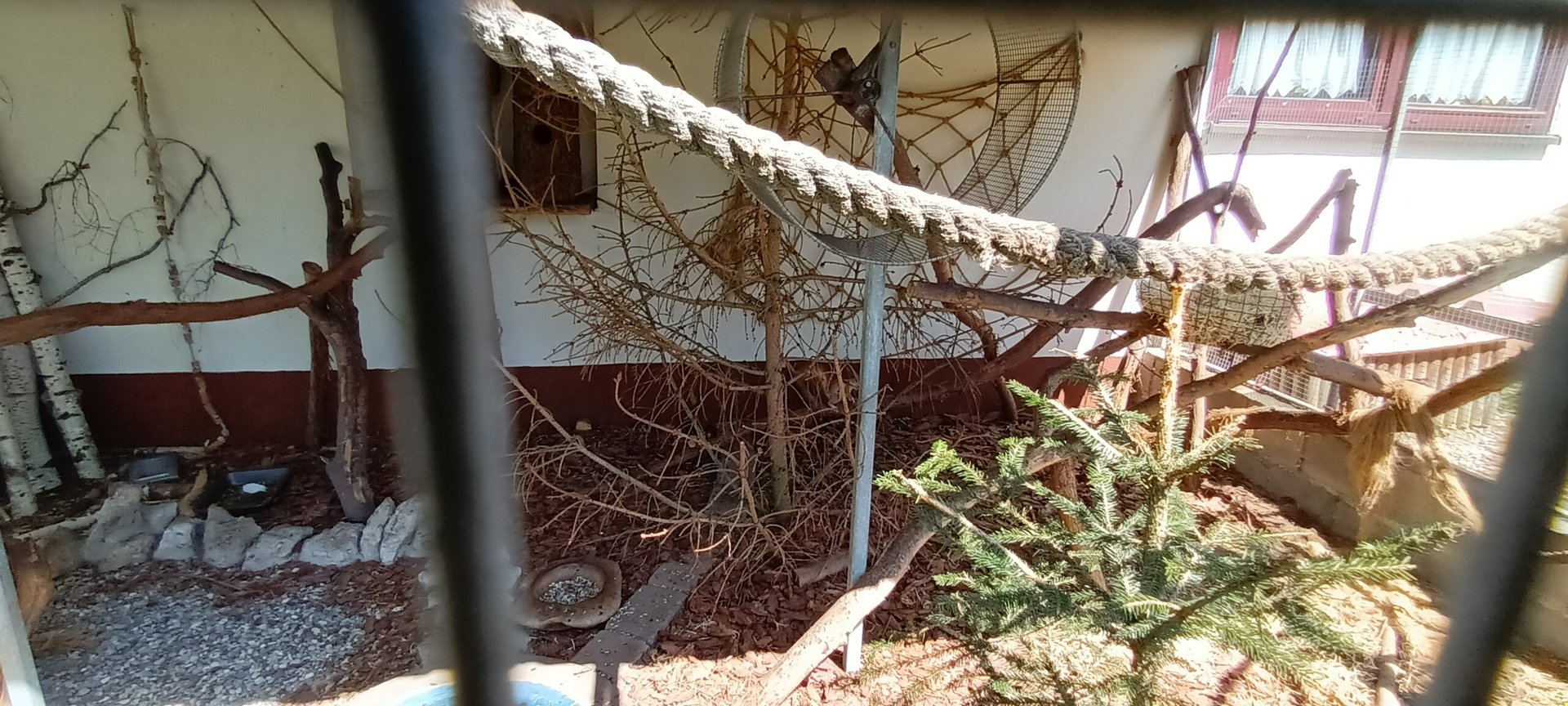 European red Squirrel Enclosure