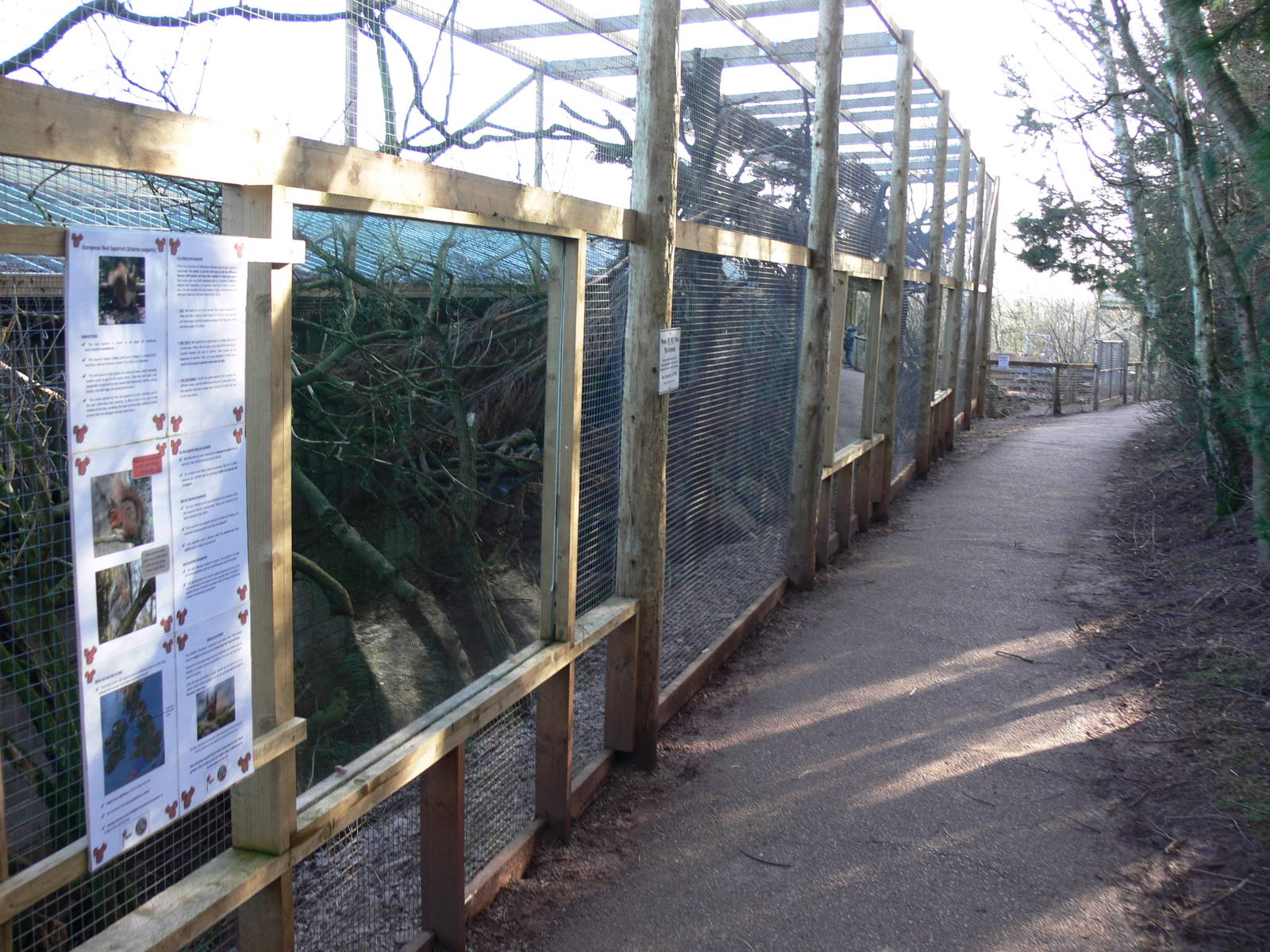 European Red Squirrel exhibit at South Lakes, 16/02/14