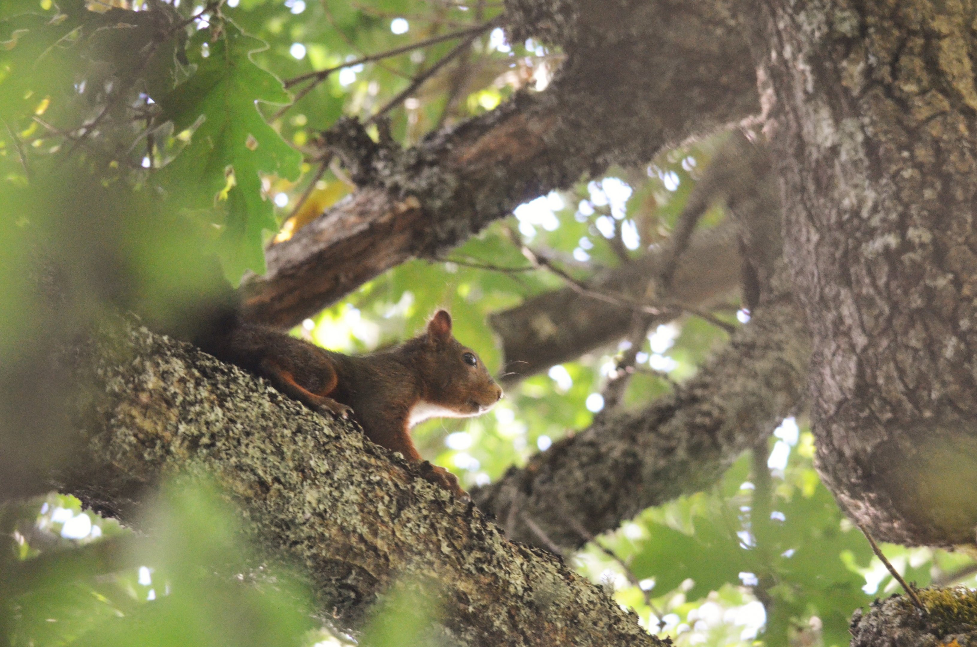 European Red Squirrel, Fuente De, Cantabria, 06/07/17