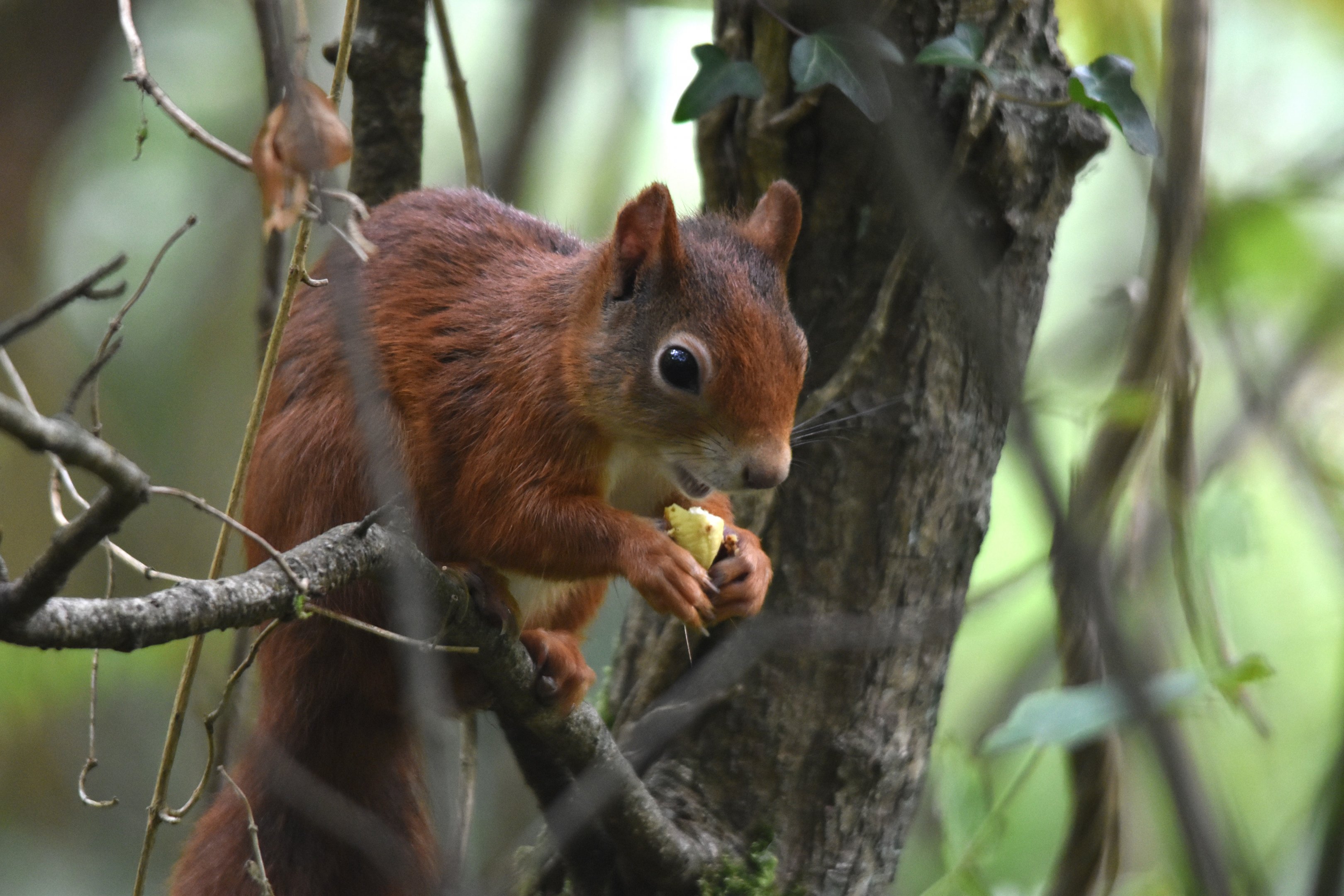 European Red Squirrel, Nant y Pandy (The Dingle), Anglesey, 1st September 2025